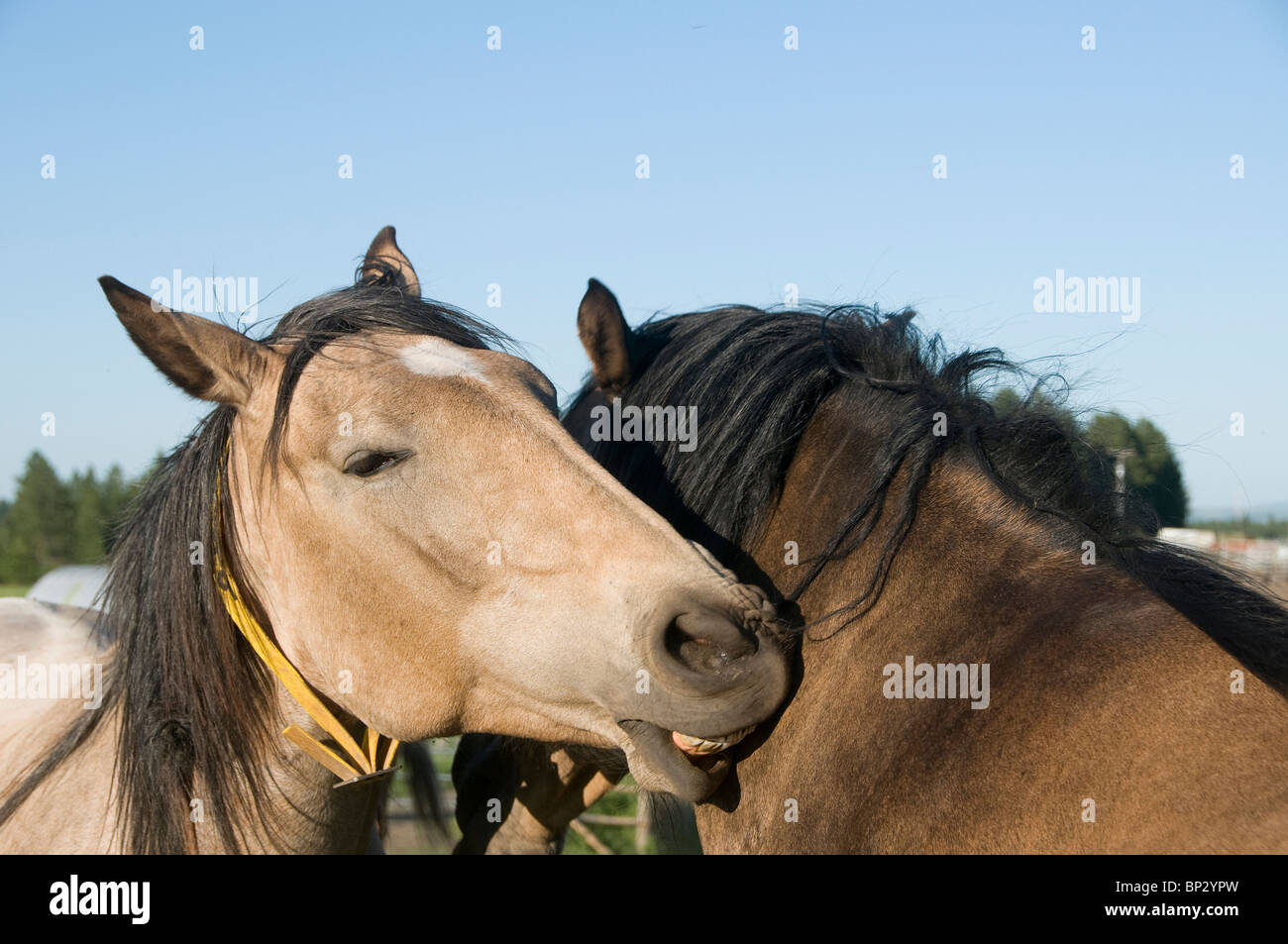 Deux chevaux lusitaniens juments - chaque toilettage d'autres sur le milieu sauvage Ranch dans l'Oregon. Banque D'Images