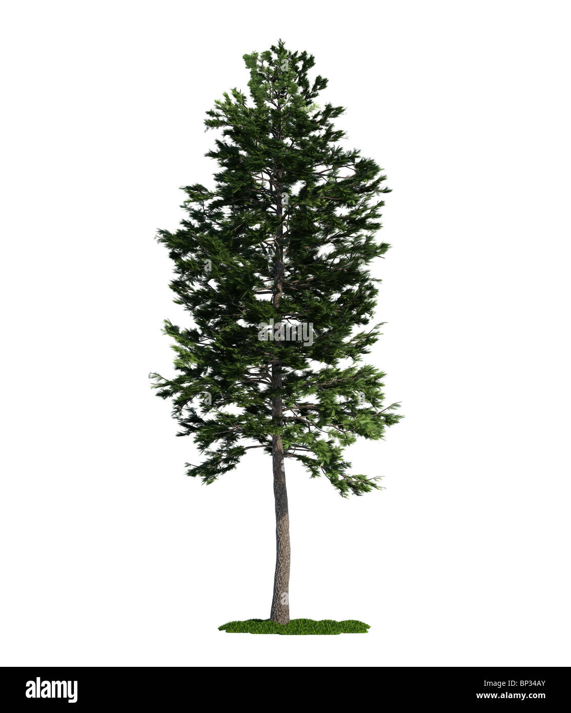 Le pin sylvestre (Pinus sylvestris) Amérique latine : isolés contre l'arbre blanc pur Banque D'Images