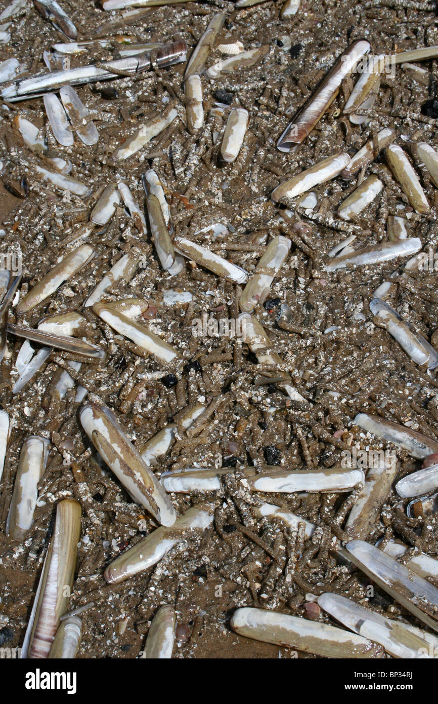 Razorshells et sable Mason des tubes de vers rejetés sur la plage Formby Sefton, littoral, UK Banque D'Images