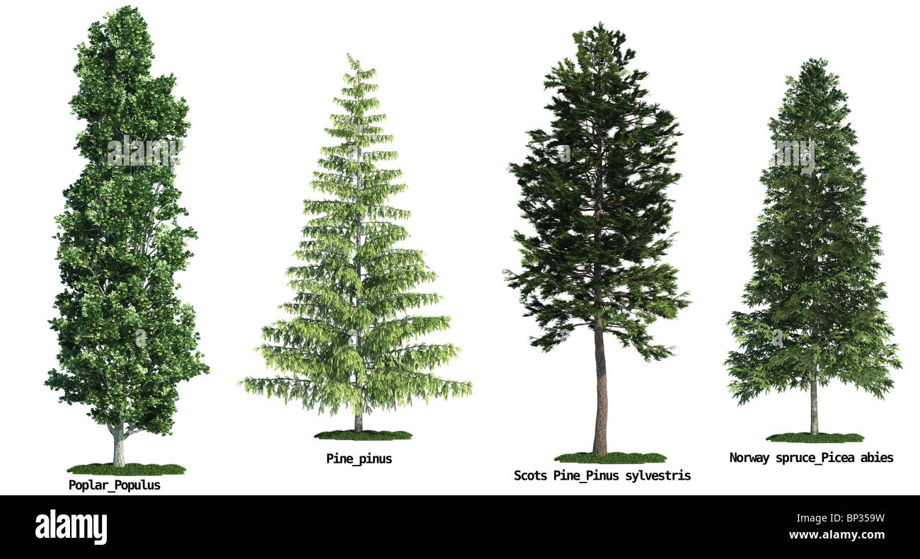 Ensemble de quatre arbres isolés contre blanc pur, peuplier, pin sylvestre, pin, épinette Morway Banque D'Images