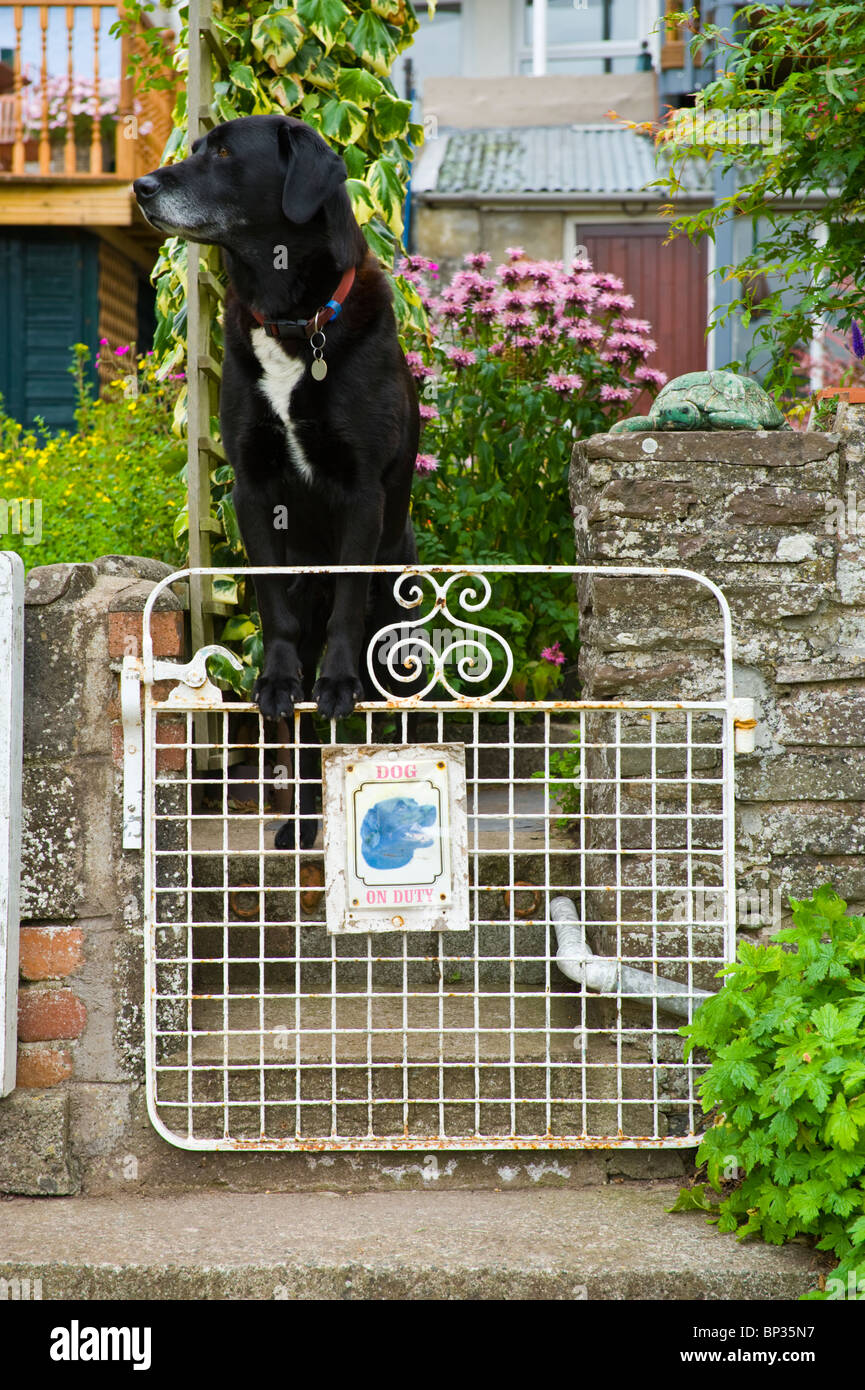 Labrador noir chien debout sur metal garden gate avec enseigne à l'extérieur chambre Banque D'Images