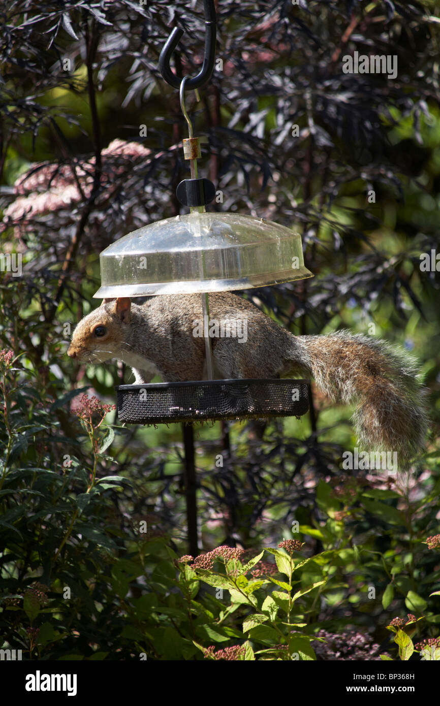 L'écureuil gris, sciurus carolinensis, sur le charpenteur d'oiseaux pris dans l'acte de voler la nourriture des oiseaux dans le jardin à Bournemouth, Dorset UK en juin Banque D'Images