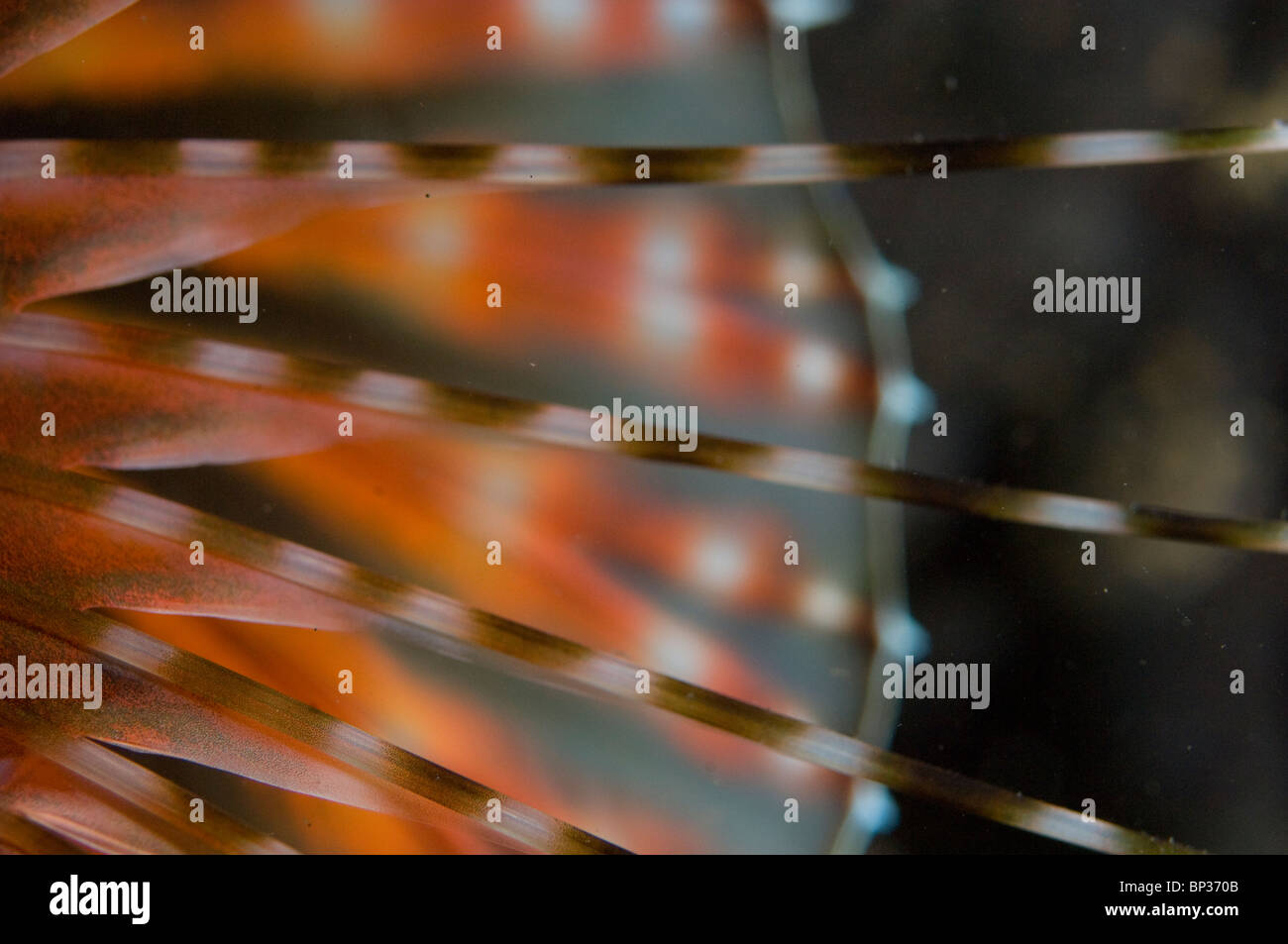 Close up of zebra poissons lion, Dendrochirus zebra, Kungkungan Bay Resort, le Détroit de Lembeh, Sulawesi, Indonésie. Banque D'Images