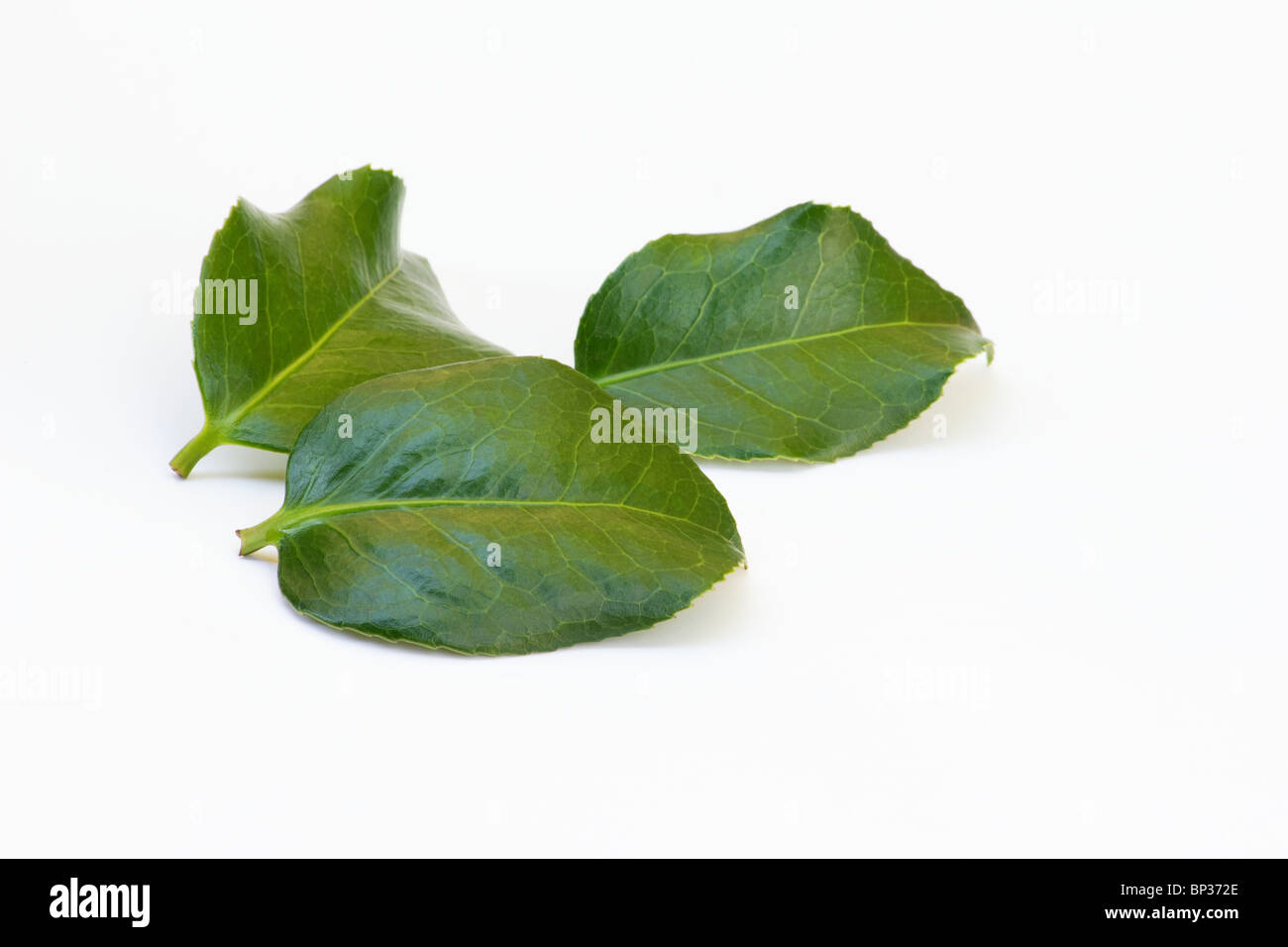 Feuilles de Camellia japonica sur fond blanc Banque D'Images