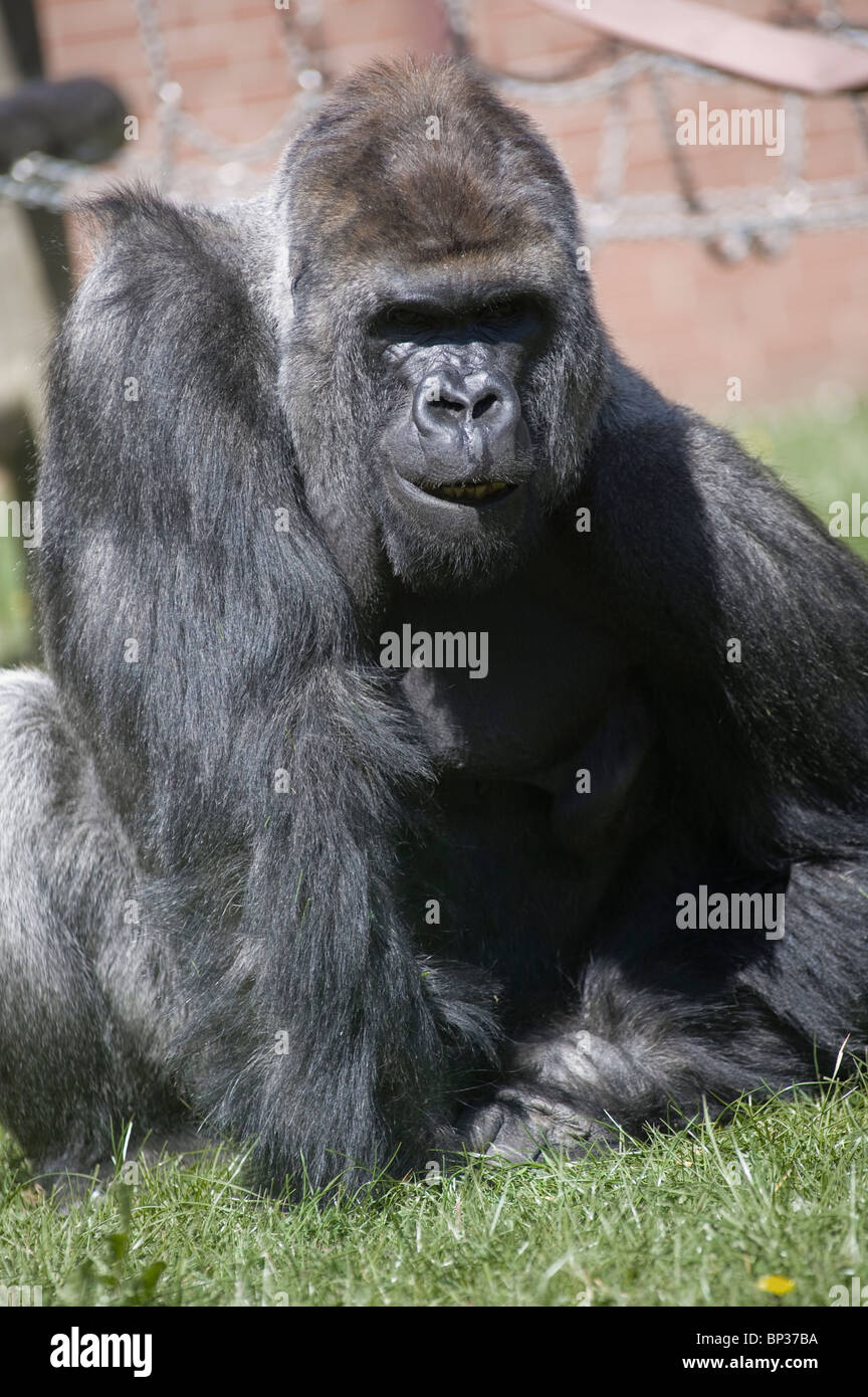 Un gorille de plaine de l'ouest (Gorilla gorilla) en captivité dans le zoo de Twycross, Leicestershire, Angleterre Banque D'Images