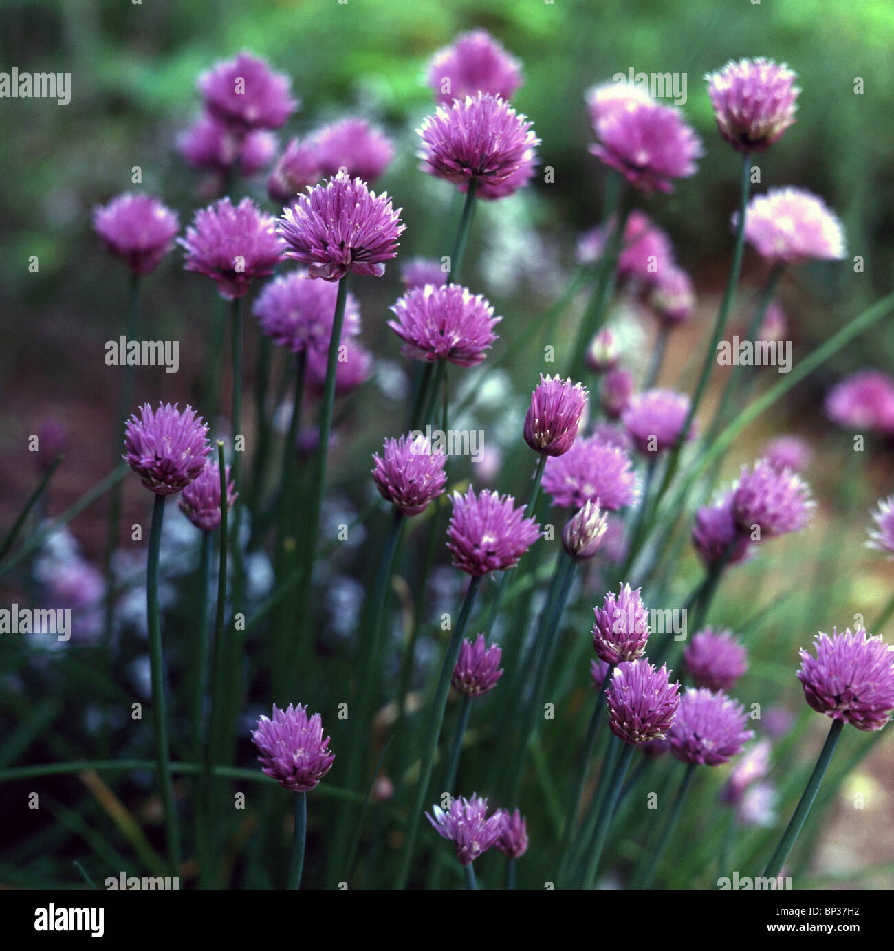 Allium schoenoprasum - ciboulette Banque D'Images