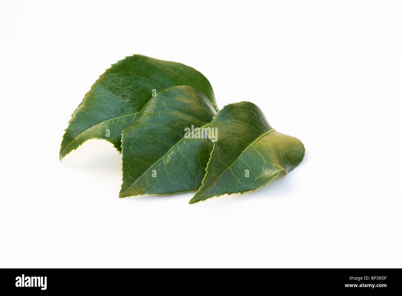 Feuilles de Camellia japonica sur fond blanc Banque D'Images