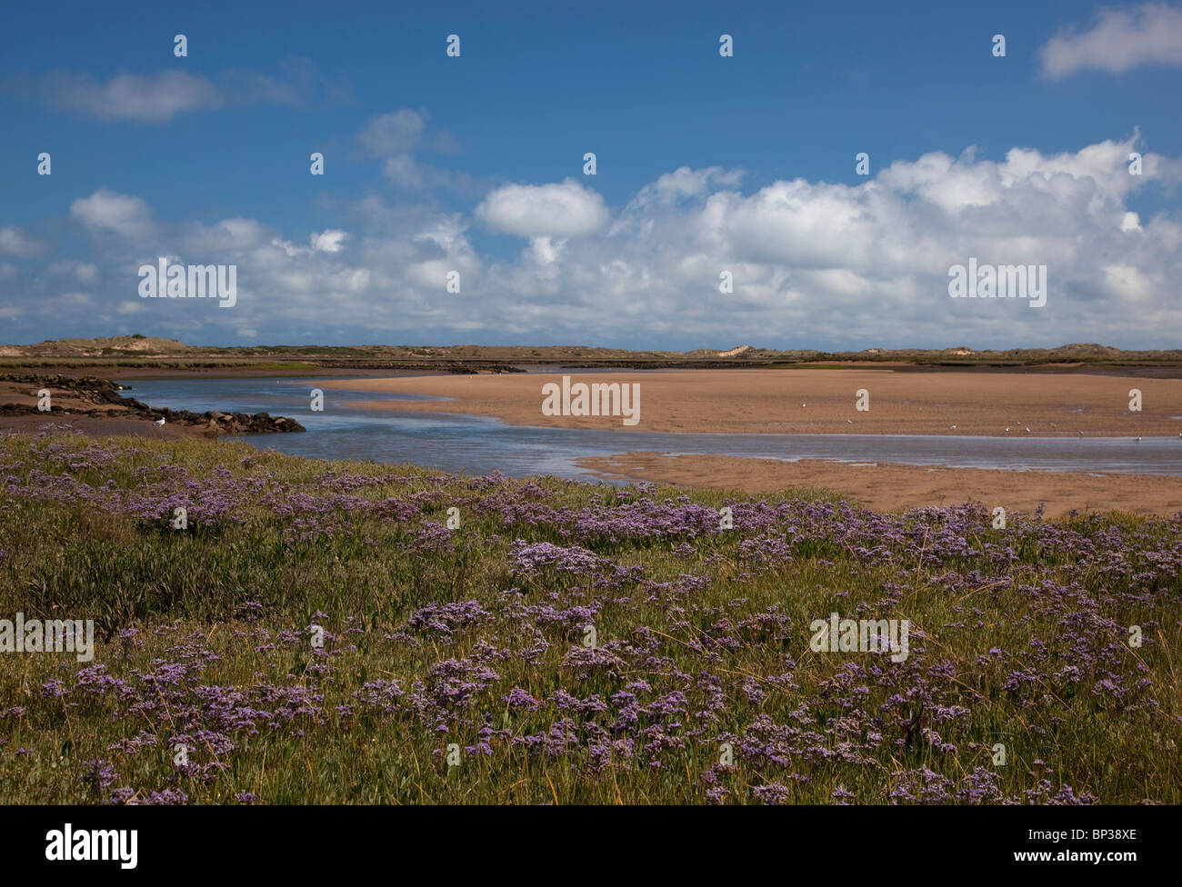 La lavande de mer et creek à Burnham overy staithe, Norfolk, Angleterre Banque D'Images