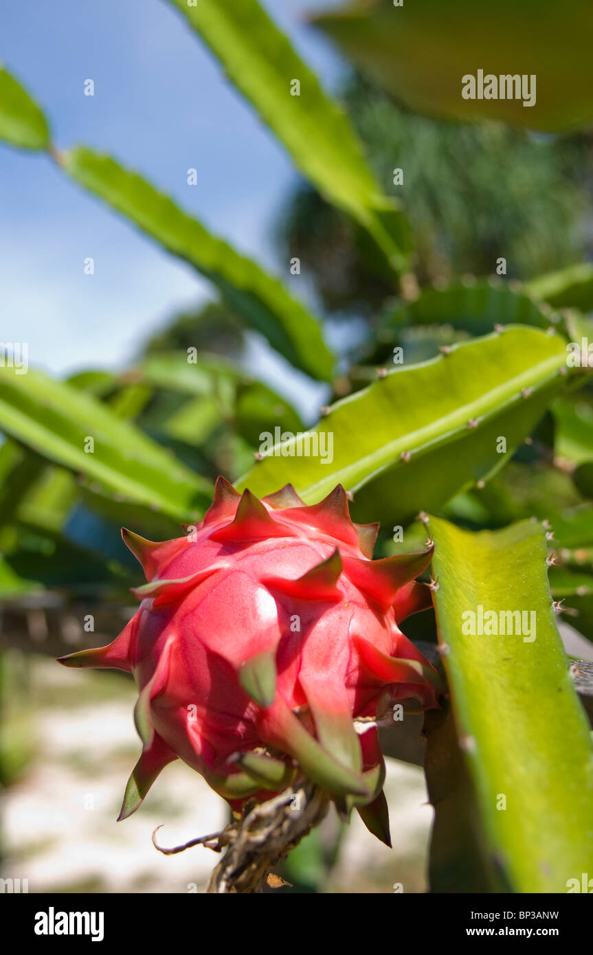 Pitaya ou fruit du dragon, Pom Pom Island Resort, Mer de Célèbes, Sabah, Malaisie Orientale. Banque D'Images