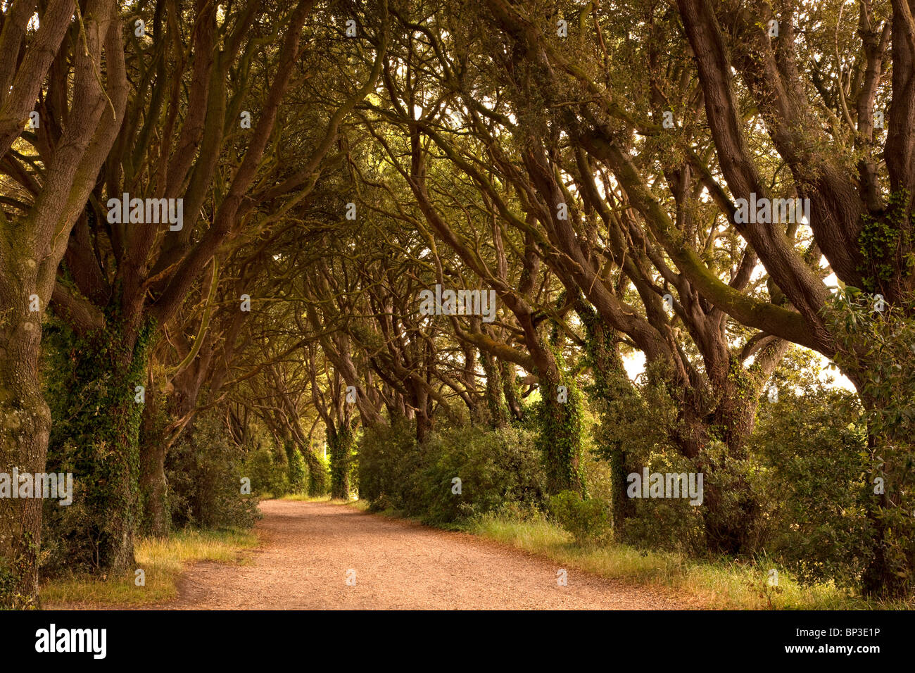 Avec la voie de l'avenue des Bois, Norfolk, Angleterre Banque D'Images