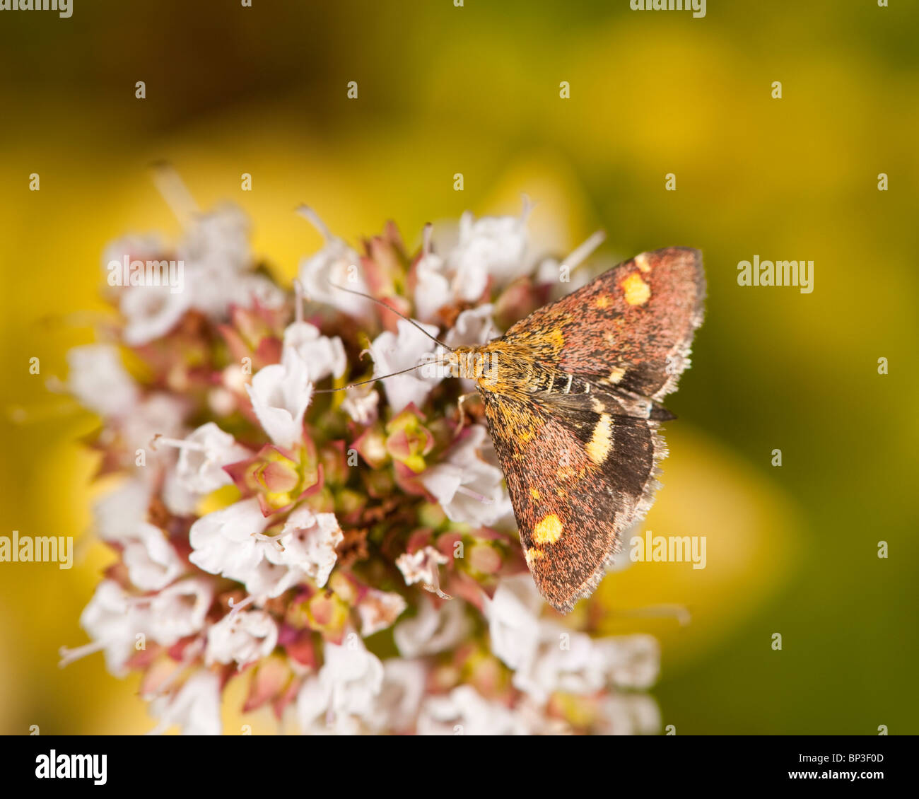 Pyrausta purpularis sur l'origan Banque D'Images