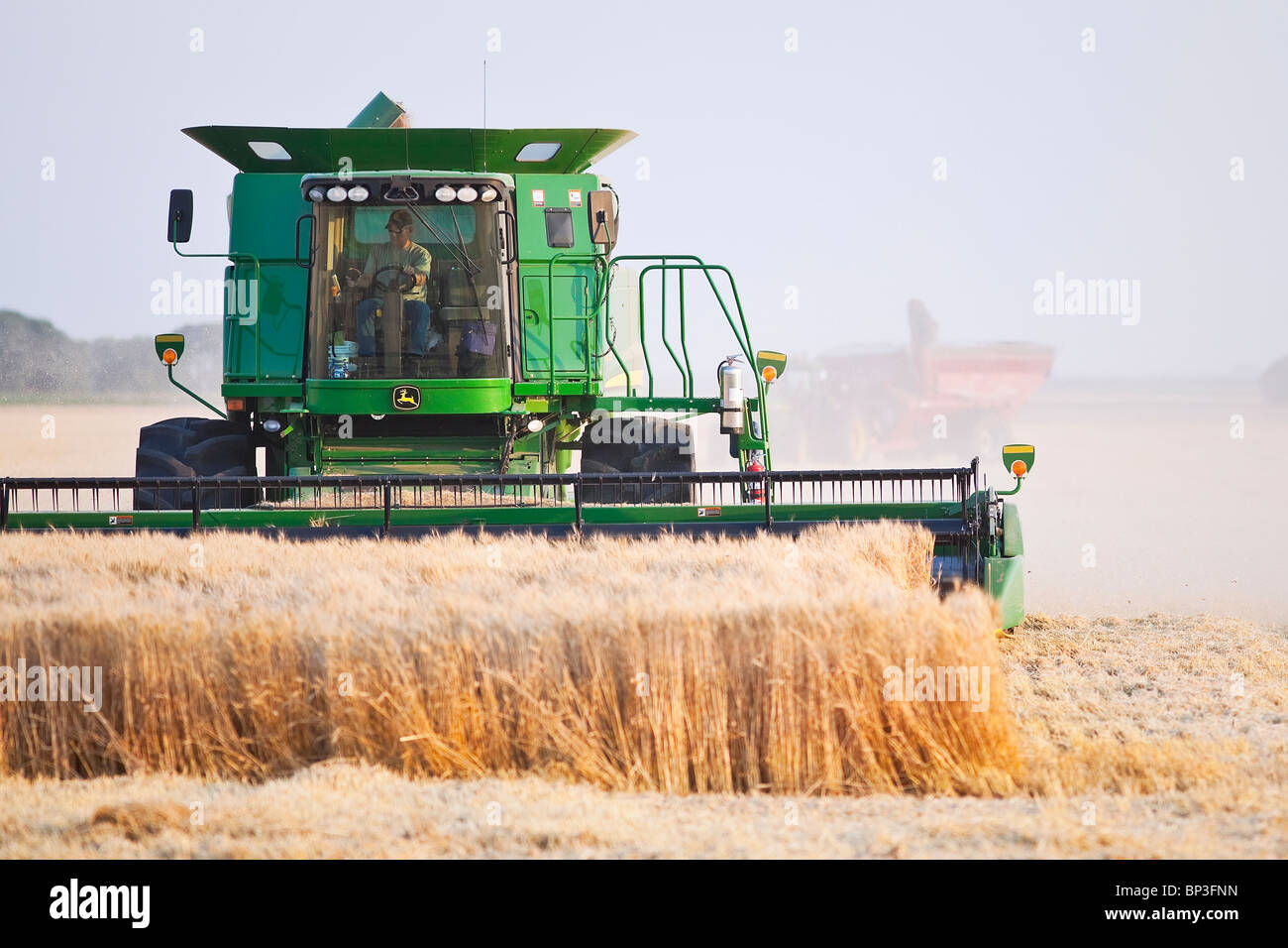 Combiner la récolte de blé dans les Prairies canadiennes. Près de Winkler, au Manitoba, Canada. Banque D'Images