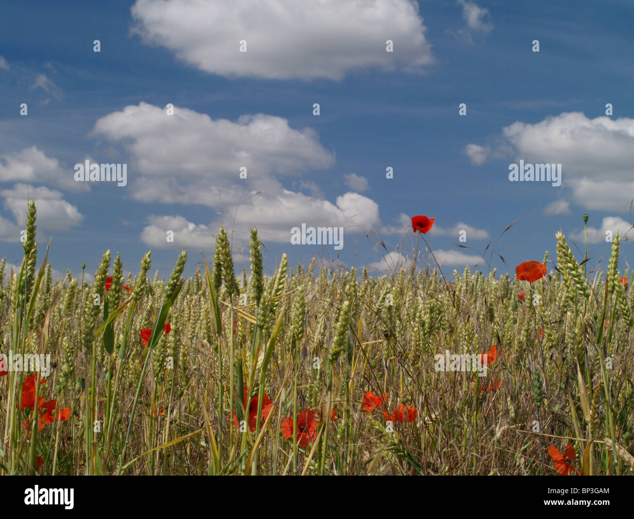 De plus en plus parmi les coquelicots rouges sauvages une récolte de blé dans un champ les agriculteurs contre un ciel bleu avec des nuages blancs Banque D'Images