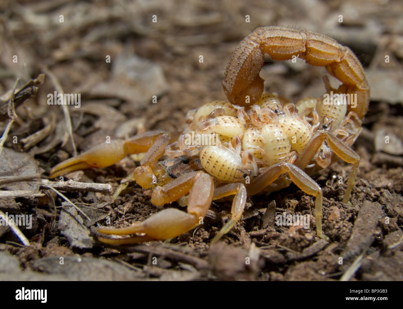 Scorpion femelle avec des bébés à l'arrière, l'Est de Tsavo National Park, Kenya Banque D'Images