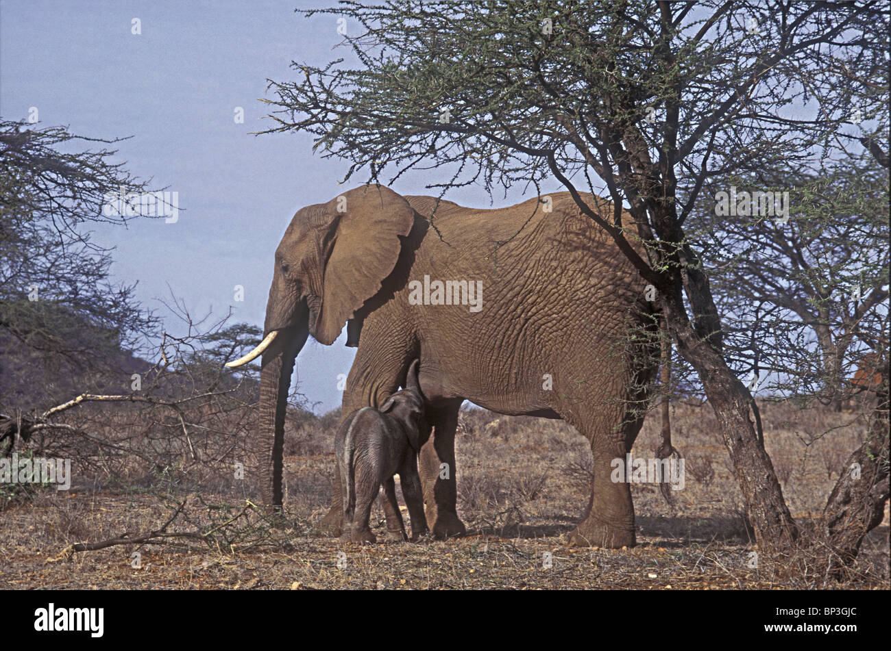 New Born Baby Elephant calf seulement quelques heures suckling pour première fois la réserve nationale de Samburu, Kenya Afrique de l'Est Banque D'Images