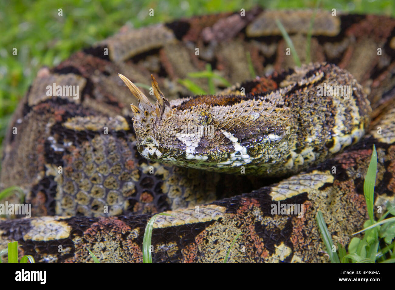 Portrait de la vipère de rhinocéros (Bitis nasicornis), ouest du Kenya Banque D'Images