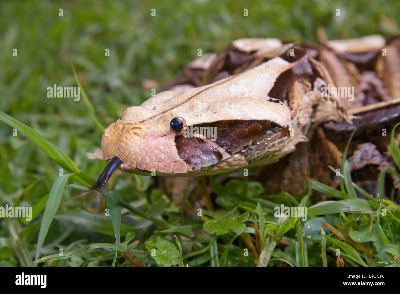 Portrait de la vipère de Gaboon (Bitis gabonica), ouest du Kenya. Banque D'Images