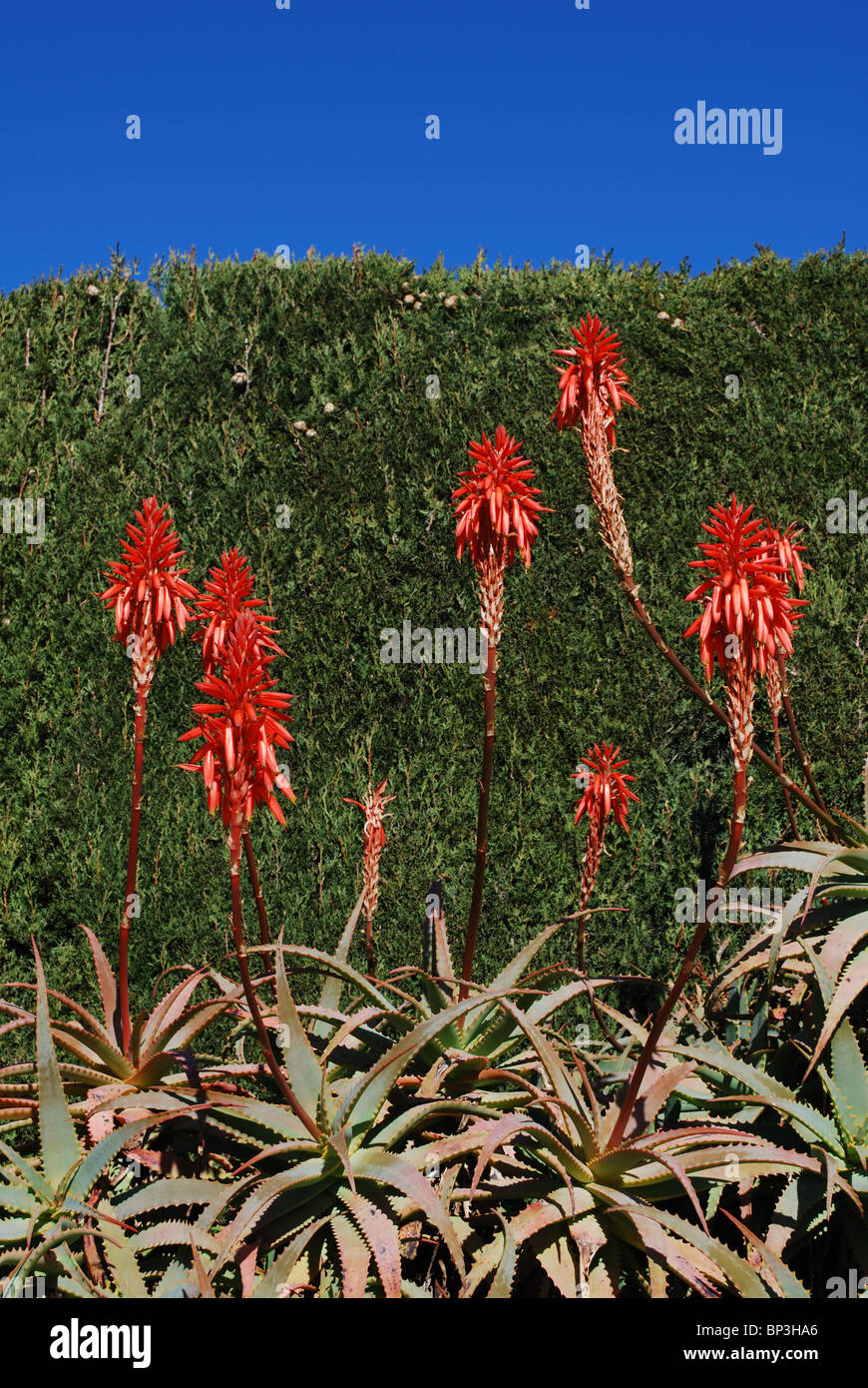 L'Aloe arborescens variegata, Sitio de Calahonda, Mijas Costa, Costa del Sol, la province de Malaga, Andalousie, Espagne, Europe de l'Ouest. Banque D'Images