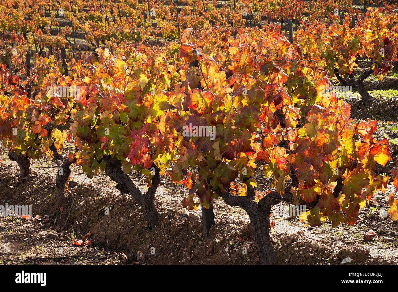 Vignes colorées dans la saison d'automne, Alentejo, Portugal Banque D'Images