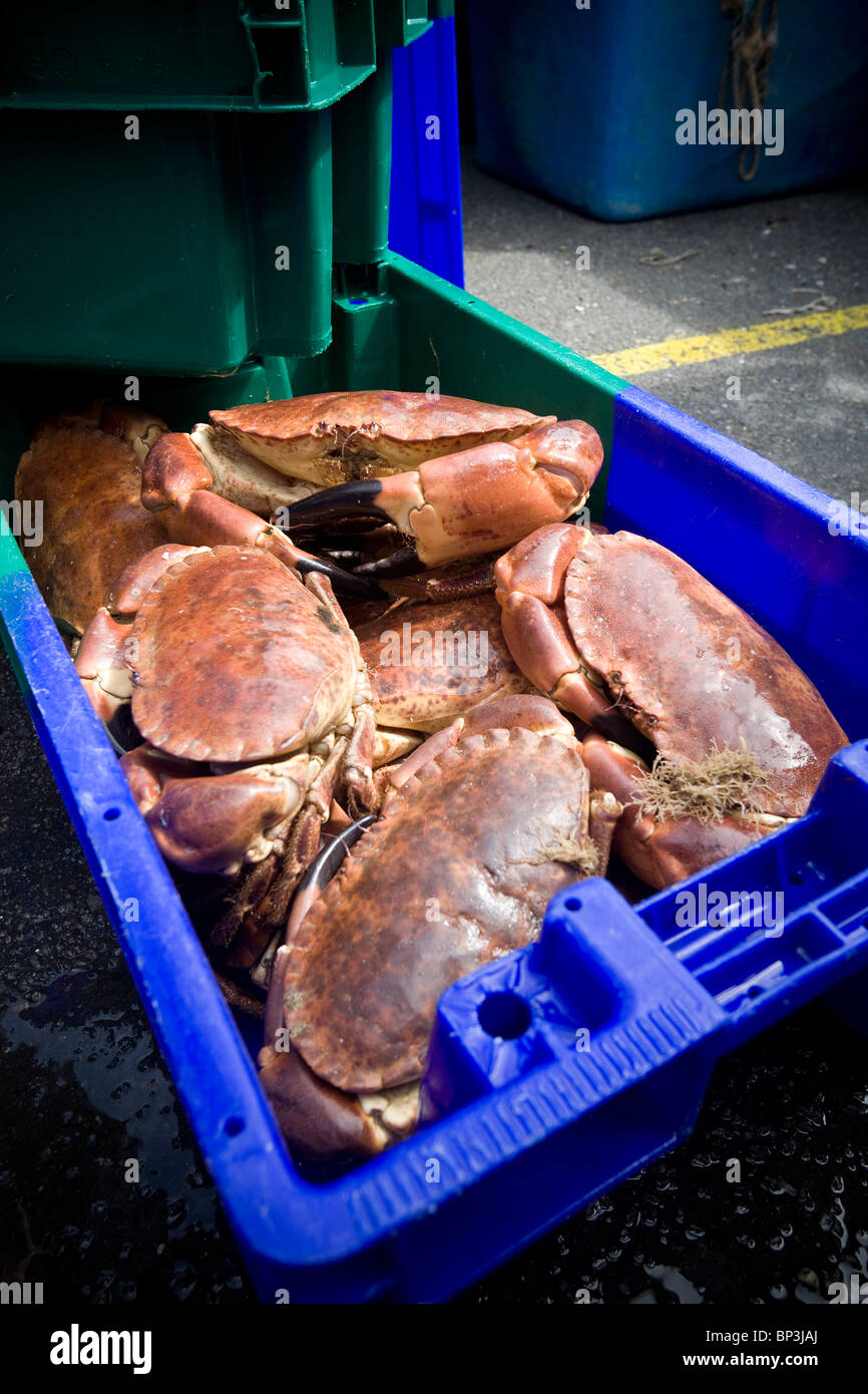 La vente à Roscoff (France), les Crabes Tourteau (Cancer pagurus) affiche pour les acheteurs. Crabes tourteaux en vente à la criée. Banque D'Images