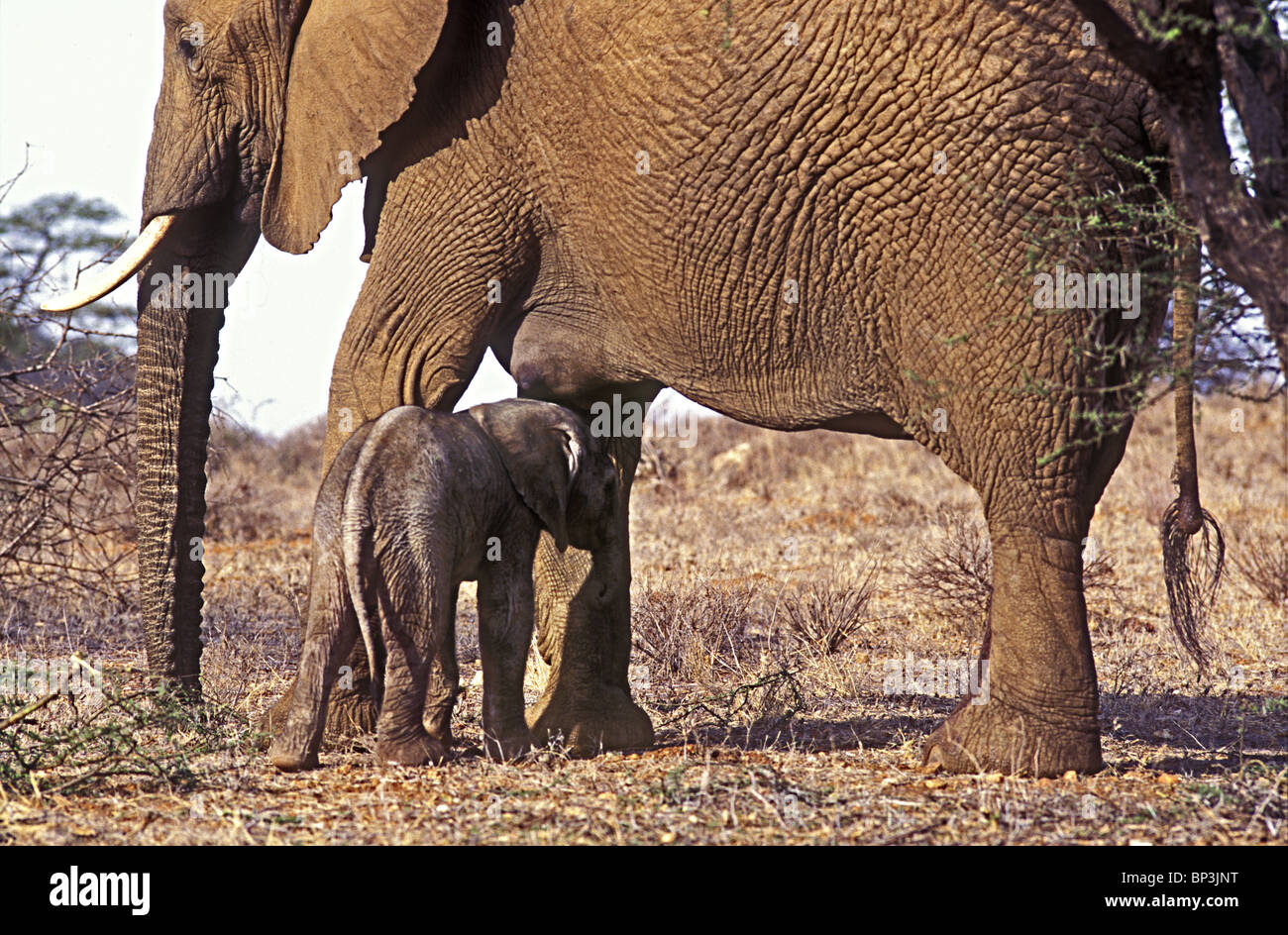 New Born Baby Elephant calf seulement quelques heures debout près de la réserve nationale de Samburu Kenya Afrique de l'Est Banque D'Images