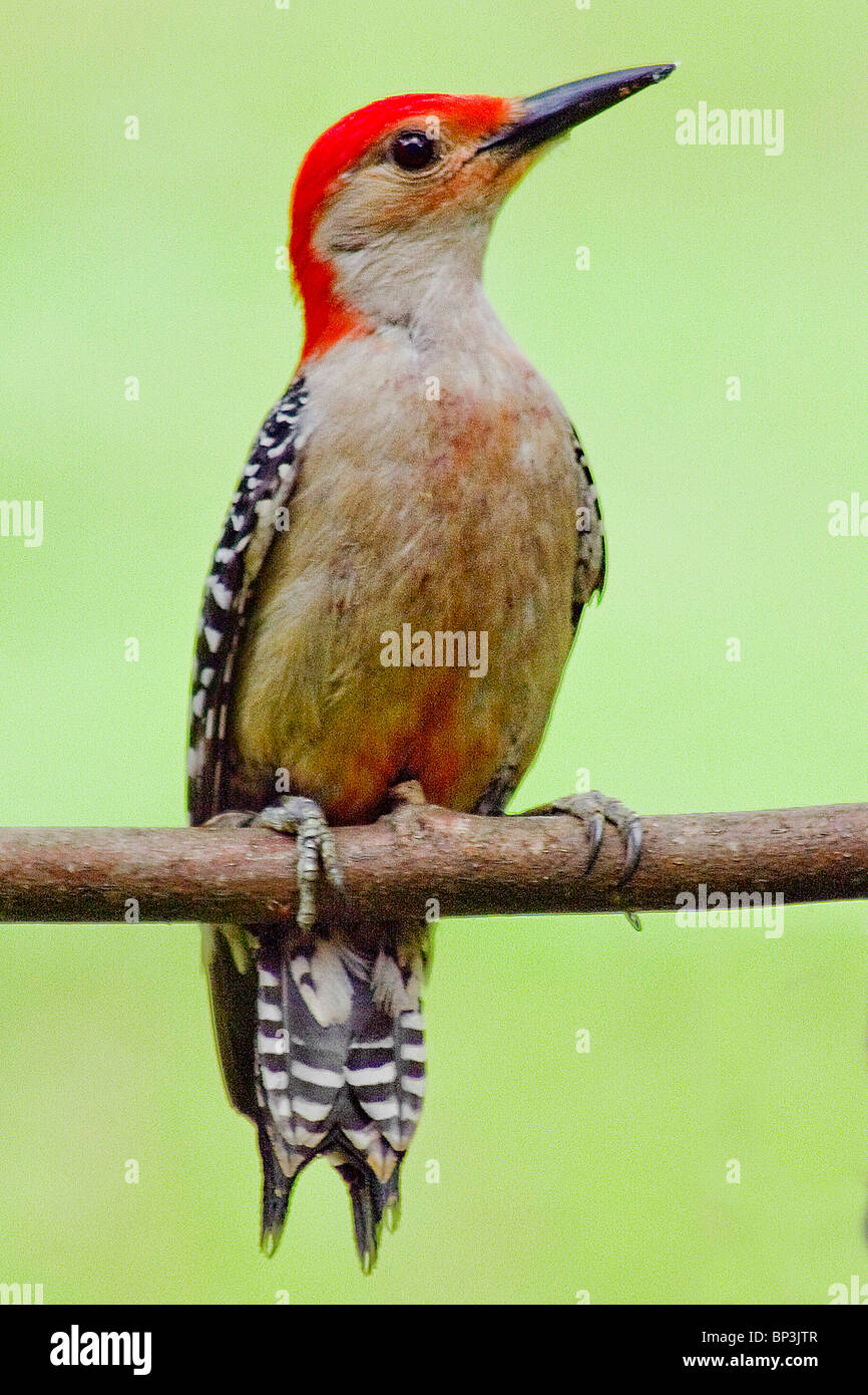 Pic à ventre roux (Melanerpes carolinus) Banque D'Images