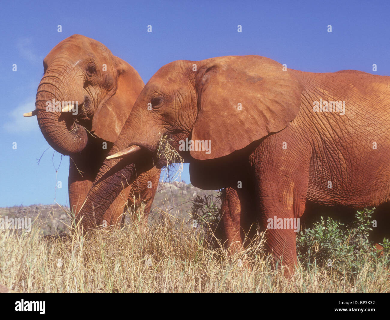 Deux éléphants recouverts de la terre rouge de l'Est de Tsavo National Park Le Kenya se nourrissant d'herbe près de l'éléphant est un orphelin Eleanor Banque D'Images