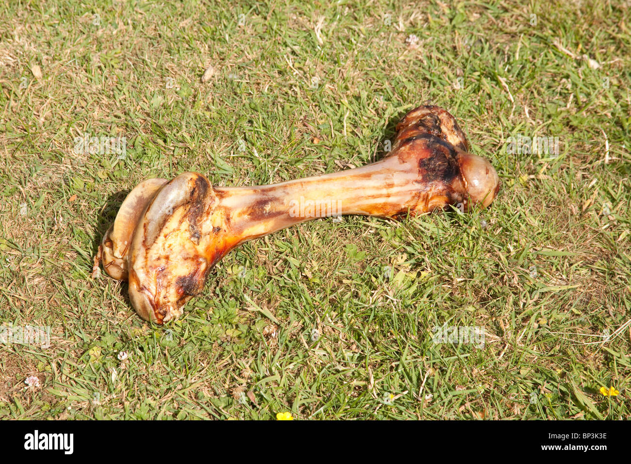 Gros chiens bone sur l'herbe. Banque D'Images