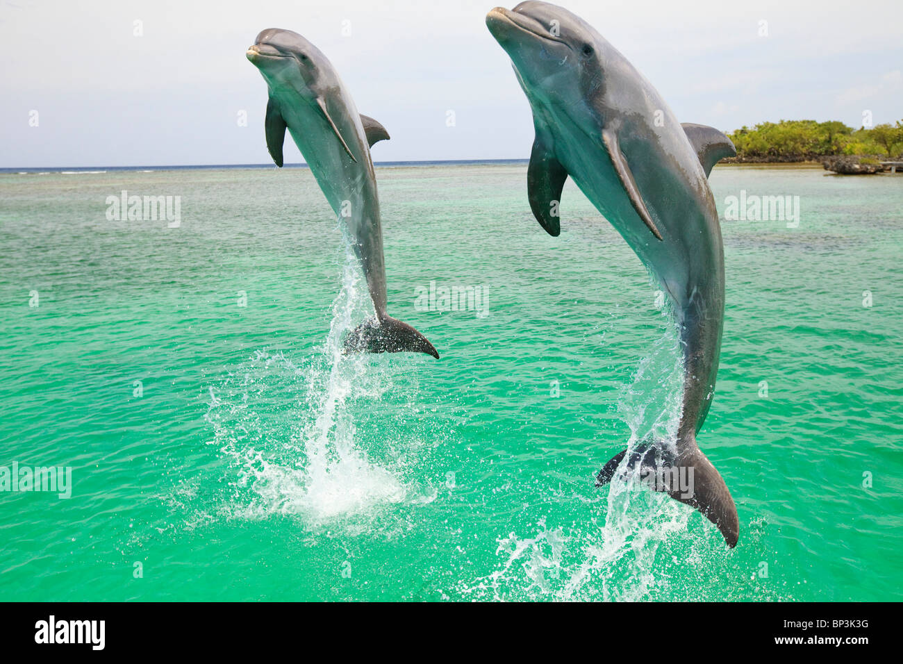 Roatan, Bay Islands, Honduras ; deux grands dauphins (Tursiops truncatus) sautant hors de l'eau à Anthony's Key Resort Banque D'Images