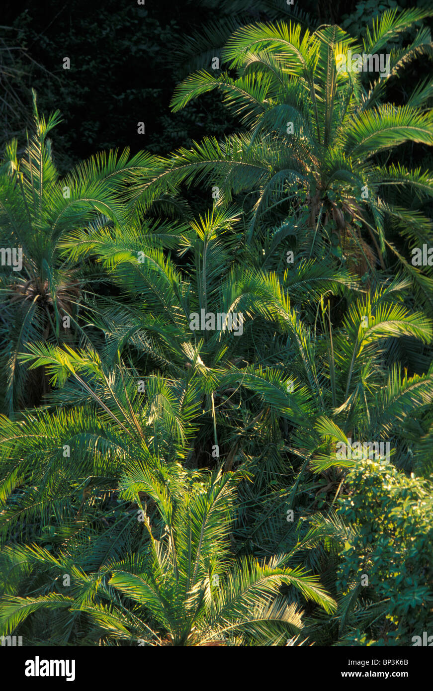 L'Afrique, Zambie, Mosi-Oa-Tunya National Park, vue de dessus de palmiers le long de la rivière Zambezi, près de Victoria Falls Banque D'Images