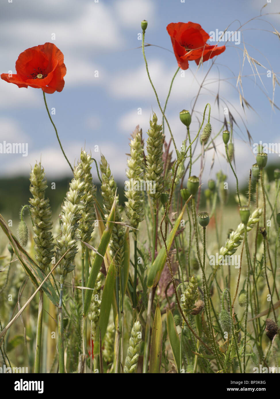 Deux coquelicots rouges sauvages parmi les plus en plus d'une récolte de blé dans un champ les agriculteurs contre un ciel bleu avec des nuages blancs Banque D'Images