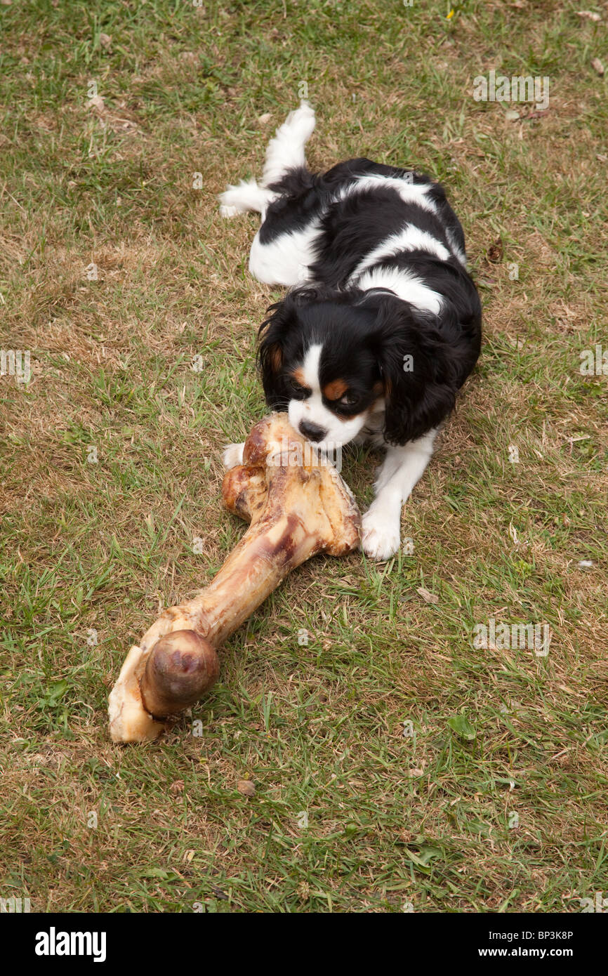 Cavalier King Charles Spaniel chien avec un grand os, Hampshire, Angleterre. Banque D'Images