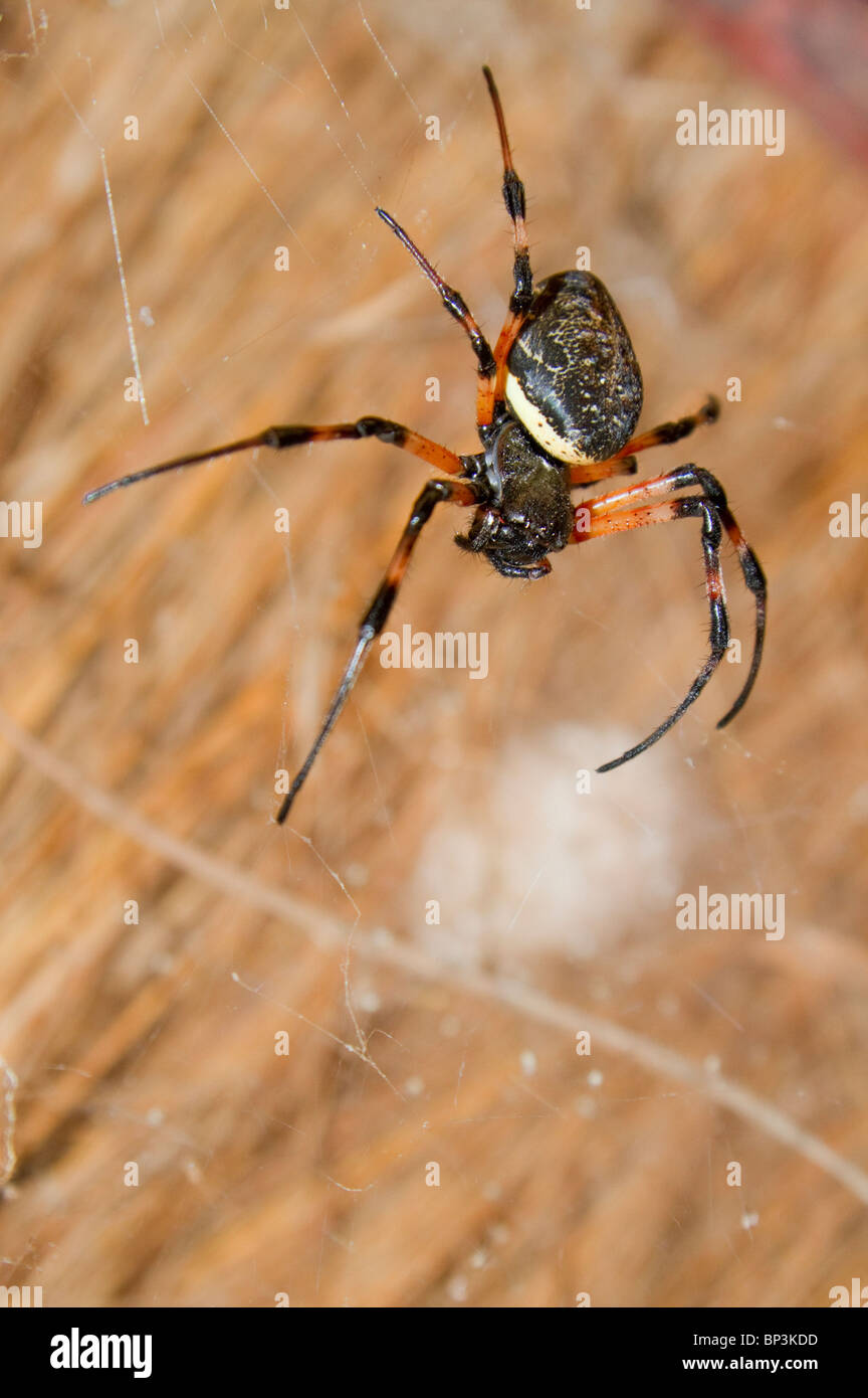 L'Afrique de l'araignée des maisons sous l'herbe toit d'une maison dans les zones rurales du Kenya. Banque D'Images