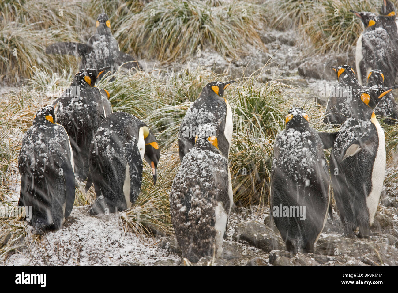 Territoire britannique, l'île de Géorgie du Sud, plaine de Salisbury. Le Roi des pingouins dans une tempête de neige. Banque D'Images