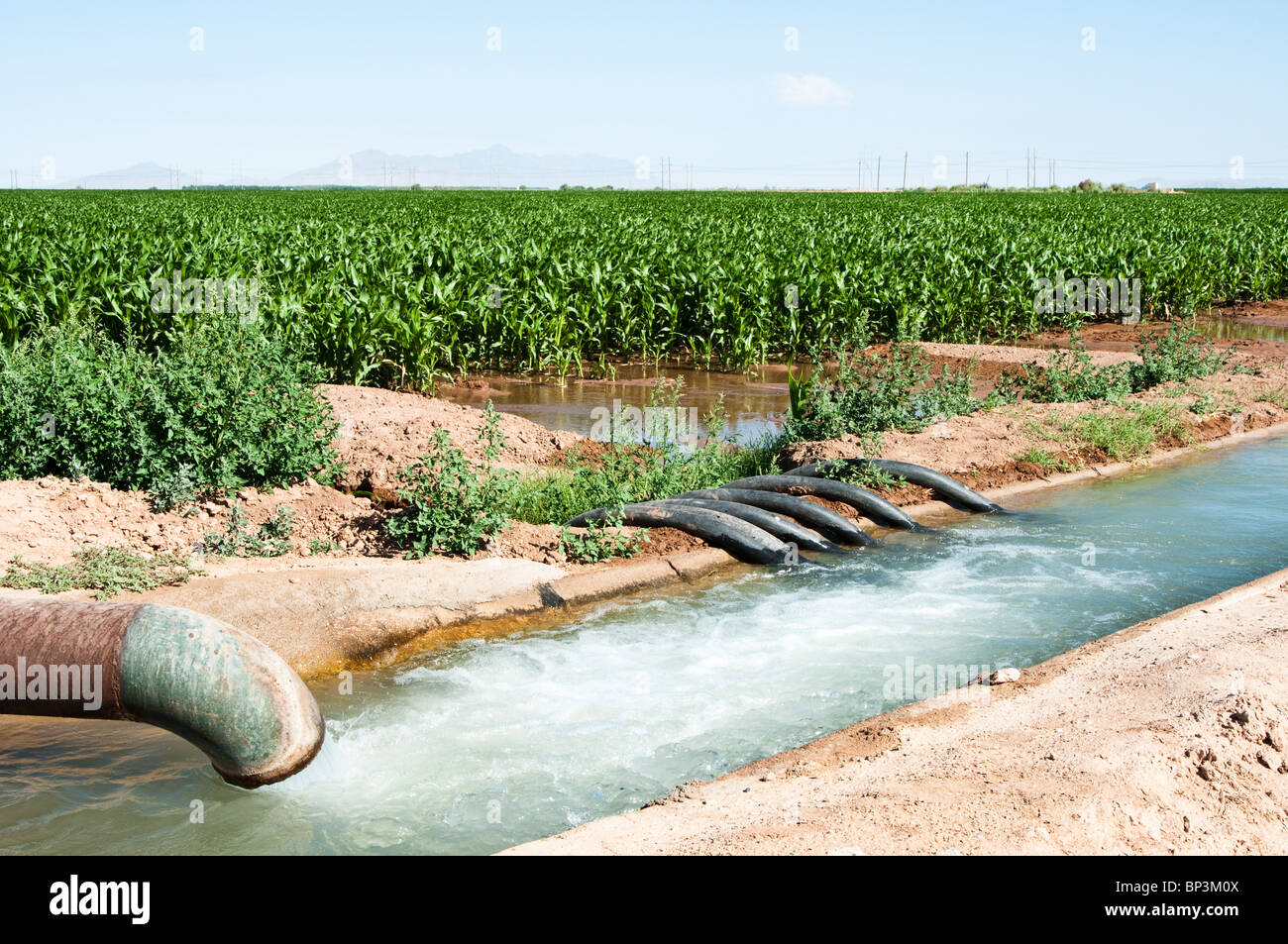 L'eau est pompée dans un canal d'irrigation puis siphonné à inonder un champ de maïs dans l'Arizona. Banque D'Images