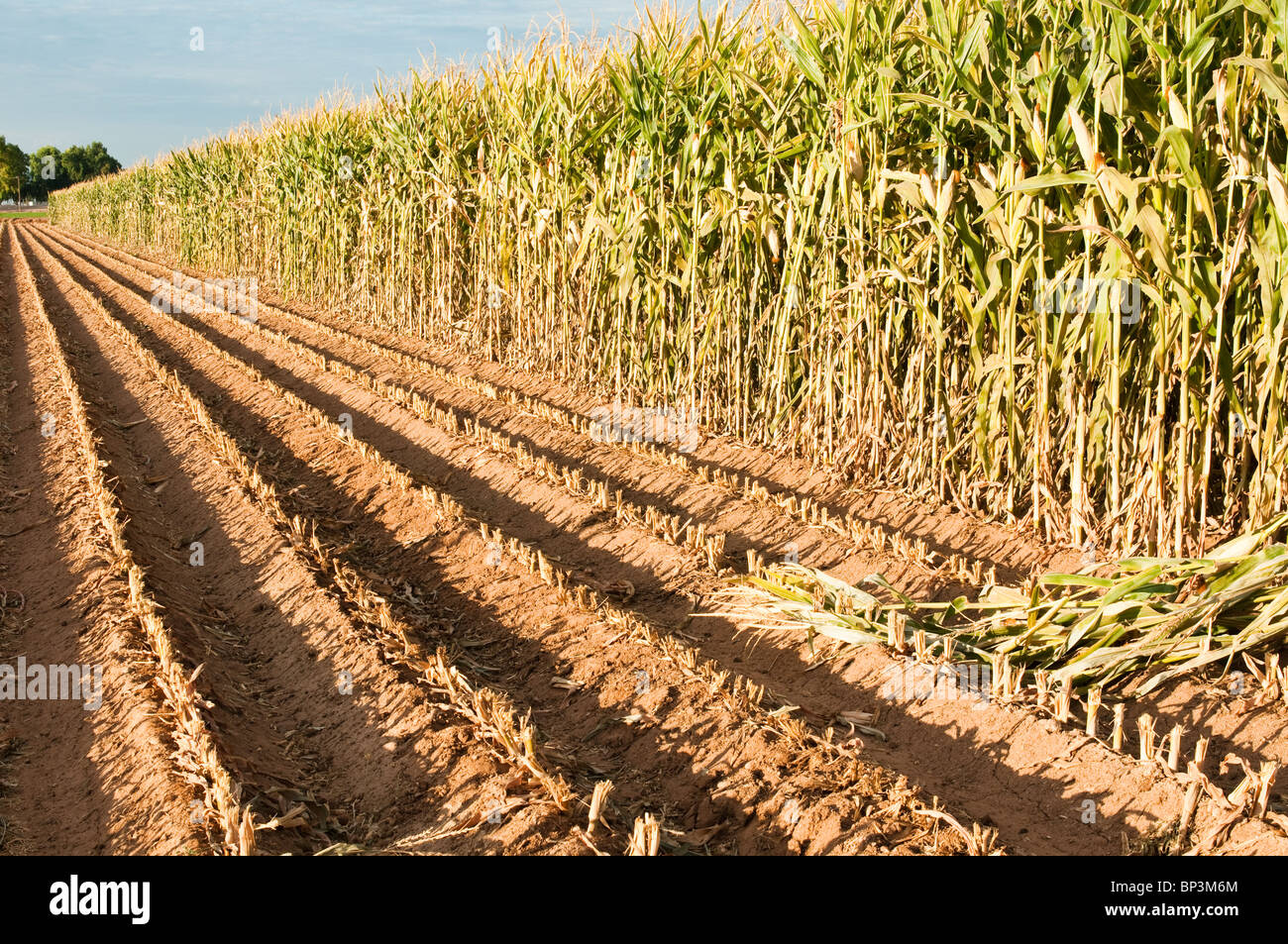 Un champ de maïs à maturation en Arizona avec lignes récoltées pour l'ensilage dans l'avant-plan. Banque D'Images