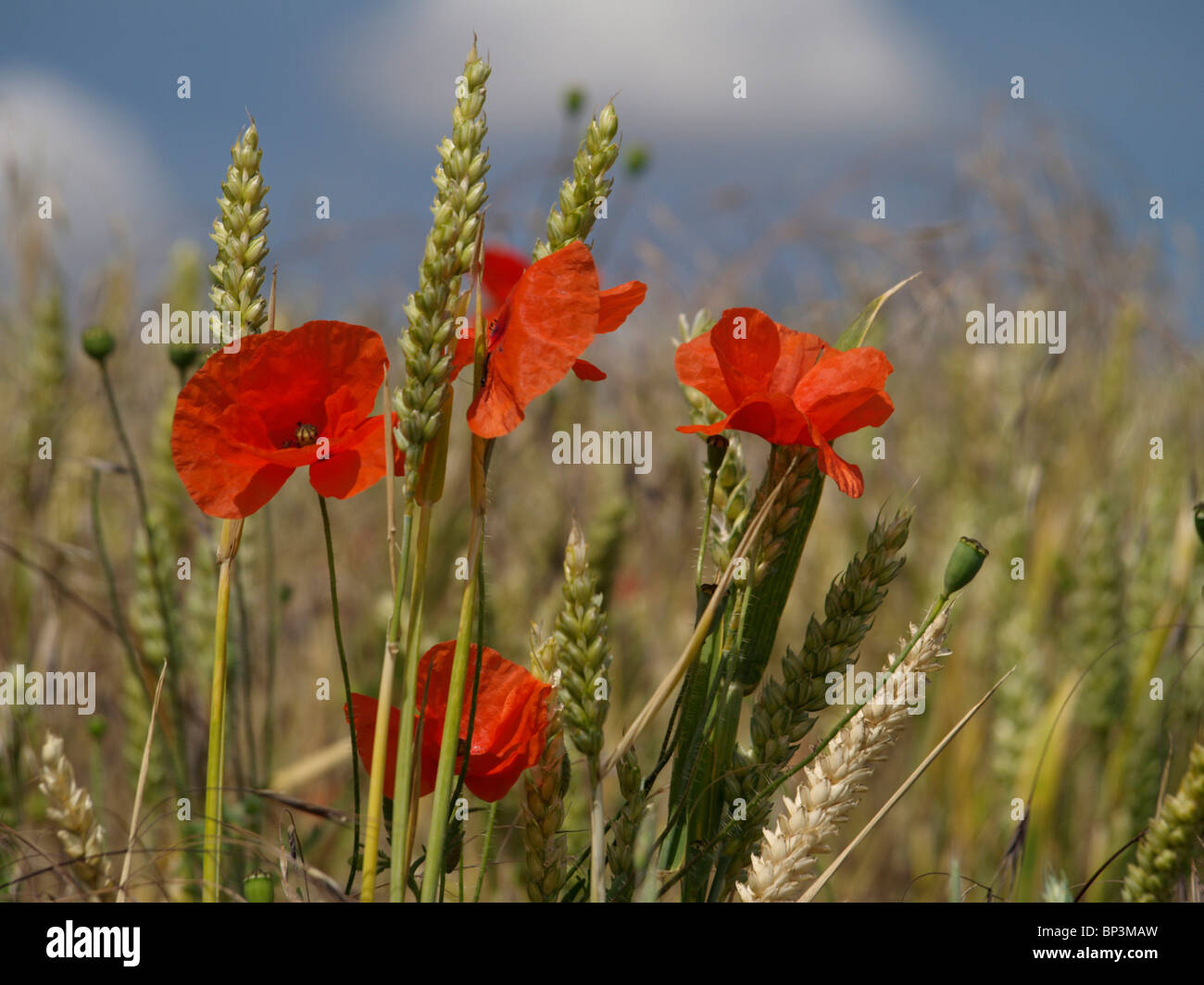 Quatre coquelicots rouges sauvages sont de plus en plus croissant d'une récolte de blé dans un champ les agriculteurs contre un ciel bleu avec des nuages blancs Banque D'Images