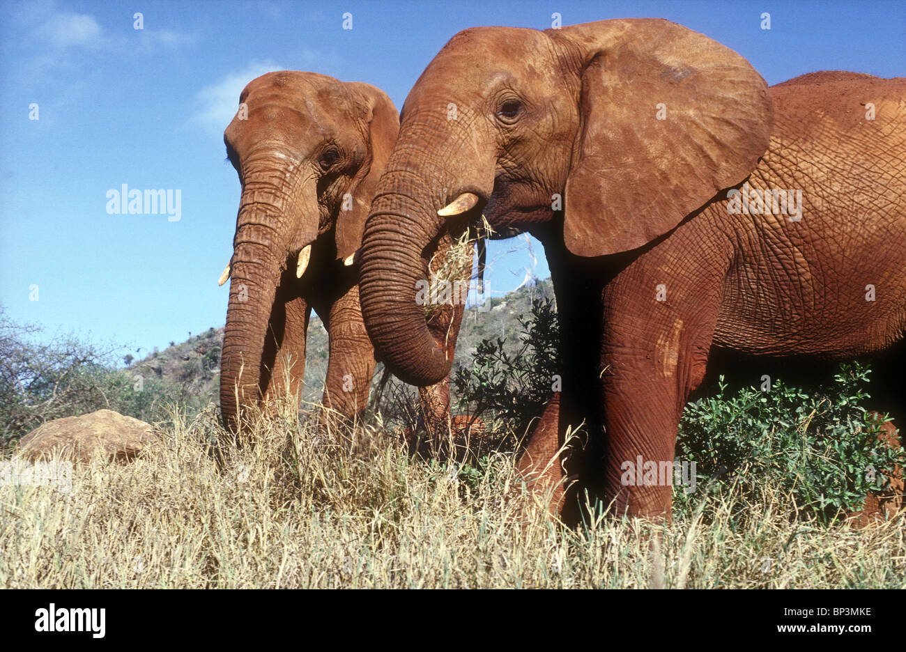 Deux éléphants recouverts de la terre rouge de l'Est de Tsavo National Park Le Kenya se nourrissant d'herbes près d'orphelin de l'éléphant appelé Eleanor Banque D'Images