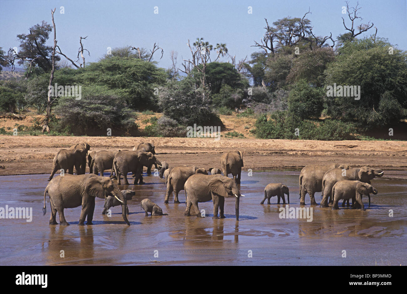 Troupeau d'éléphants éléphants à gué et de boire dans l'Uaso Nyiro Samburu National Reserve Kenya Afrique de l'Est Banque D'Images
