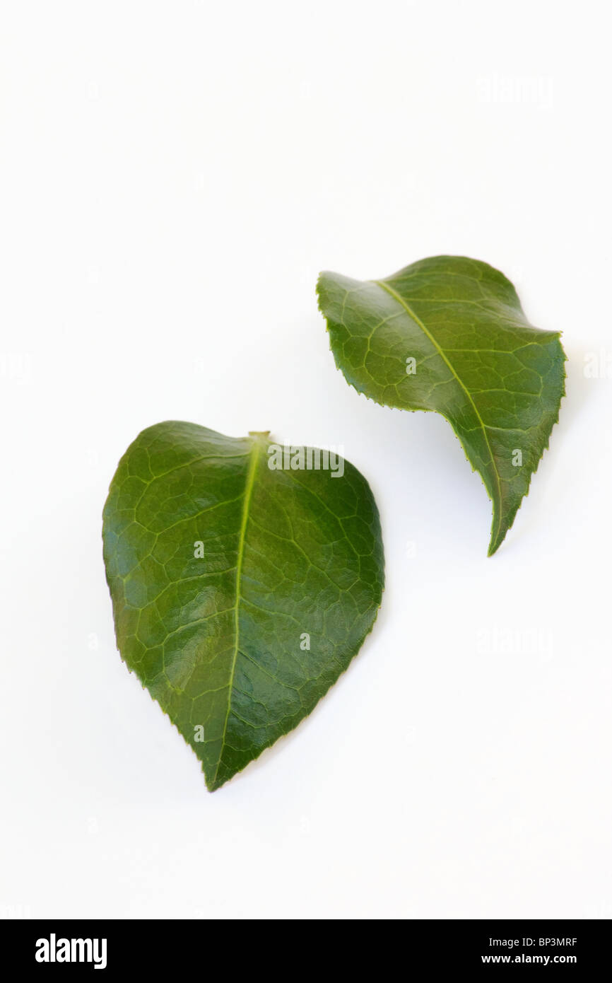 Feuilles de Camellia japonica sur fond blanc Banque D'Images