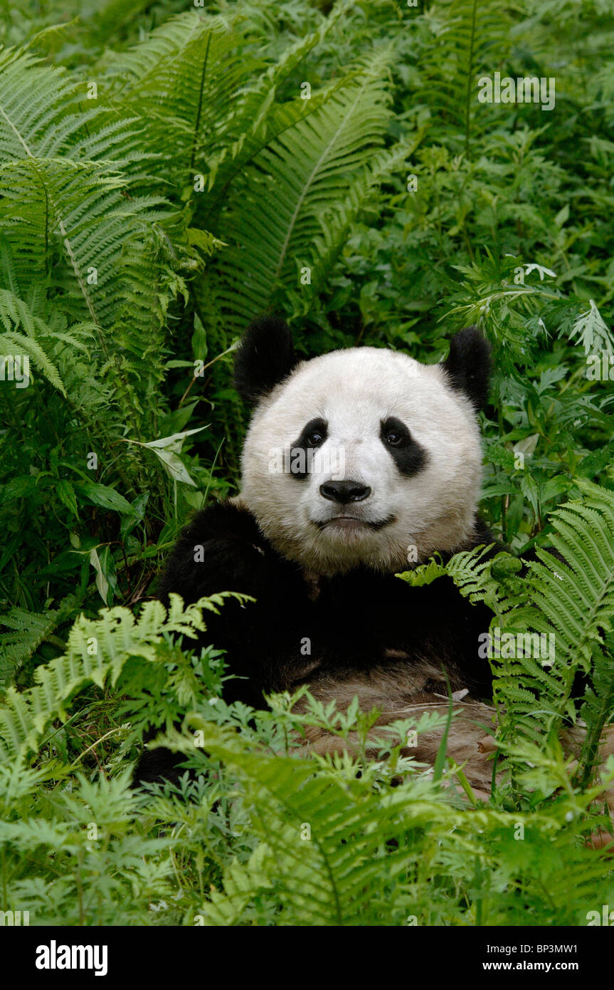 Panda géant se prélassant parmi les fougères, Wolong, Sichuan, Chine Banque D'Images