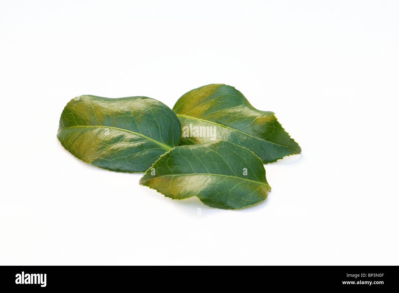 Feuilles de Camellia japonica sur fond blanc Banque D'Images