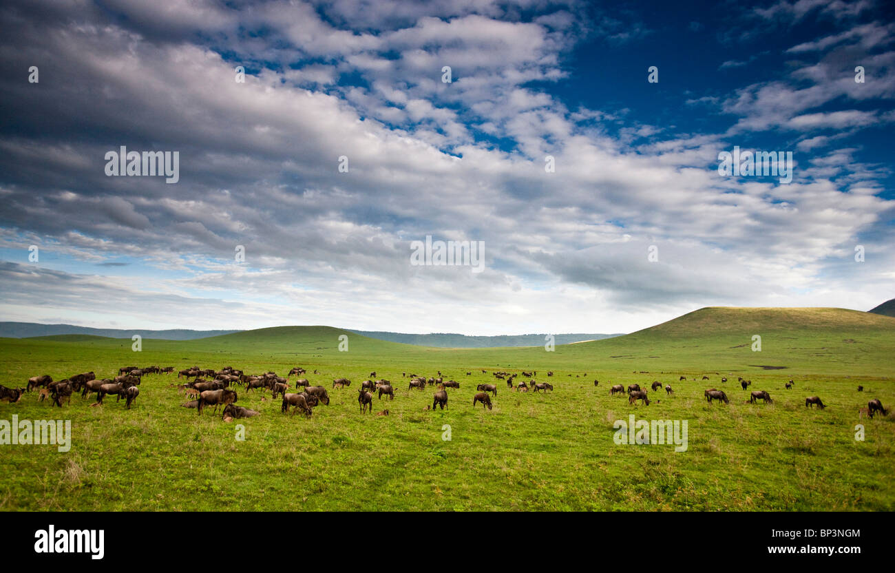 L'Afrique. La Tanzanie. Troupeau de gnous dans le cratère du Ngorongoro, la Ngorongoro Conservation Area. Banque D'Images