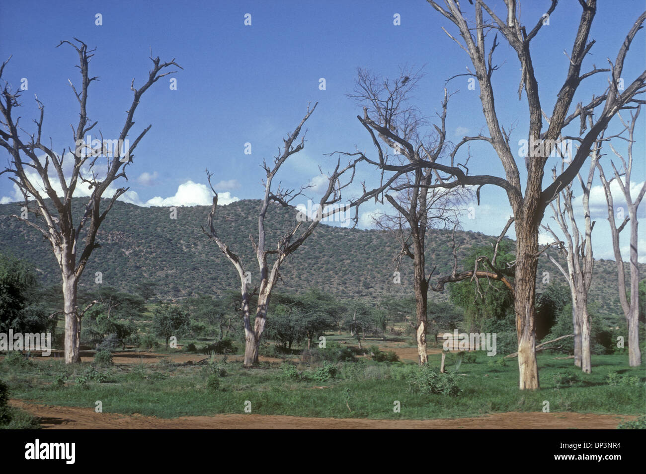 Dead acacia arbres dépouillés de leur écorce et ainsi tués par des éléphants dans la réserve nationale de Samburu, Kenya Afrique de l'Est Banque D'Images
