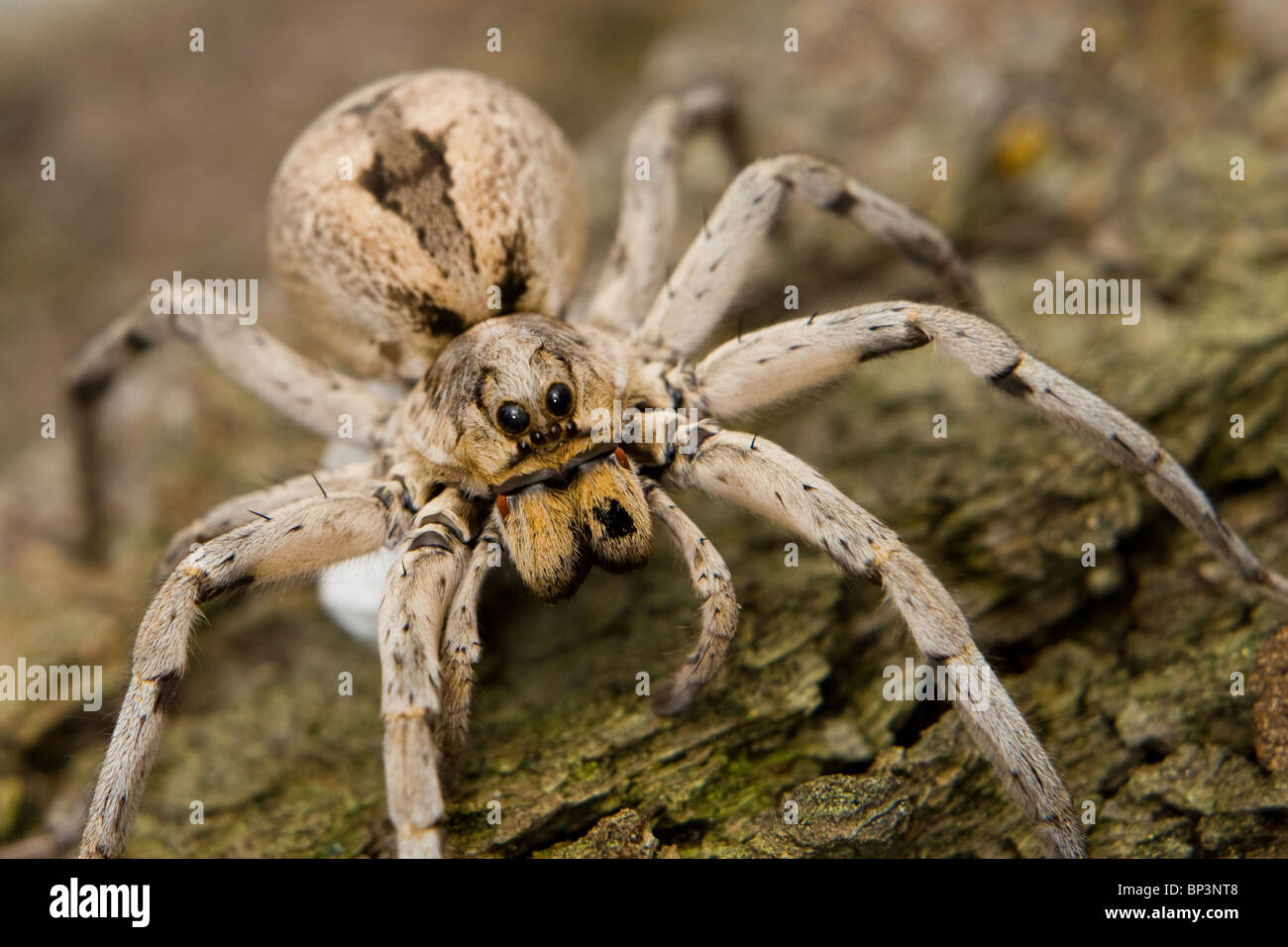 Araignées sur un journal – shk