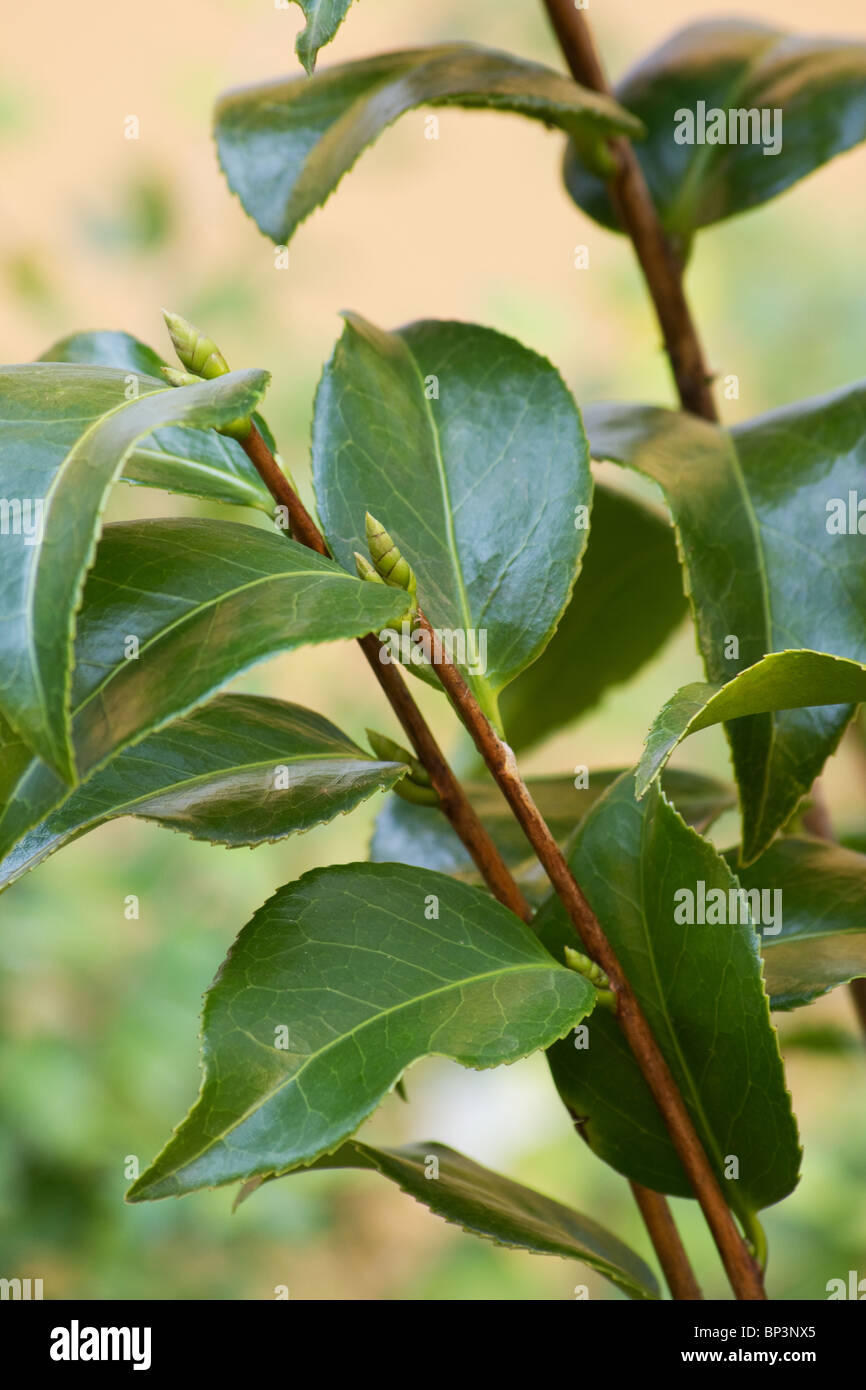 Feuilles de Camellia japonica sur fond blanc Banque D'Images