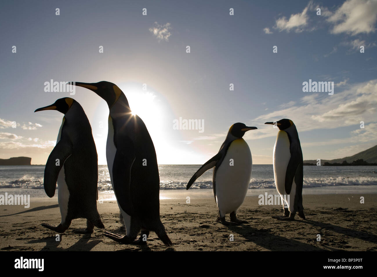 L'antarctique, South Georgia Island , le Manchot royal (Aptenodytes patagonicus) le long de la baie Cooper au lever du soleil sur le matin d'été Banque D'Images