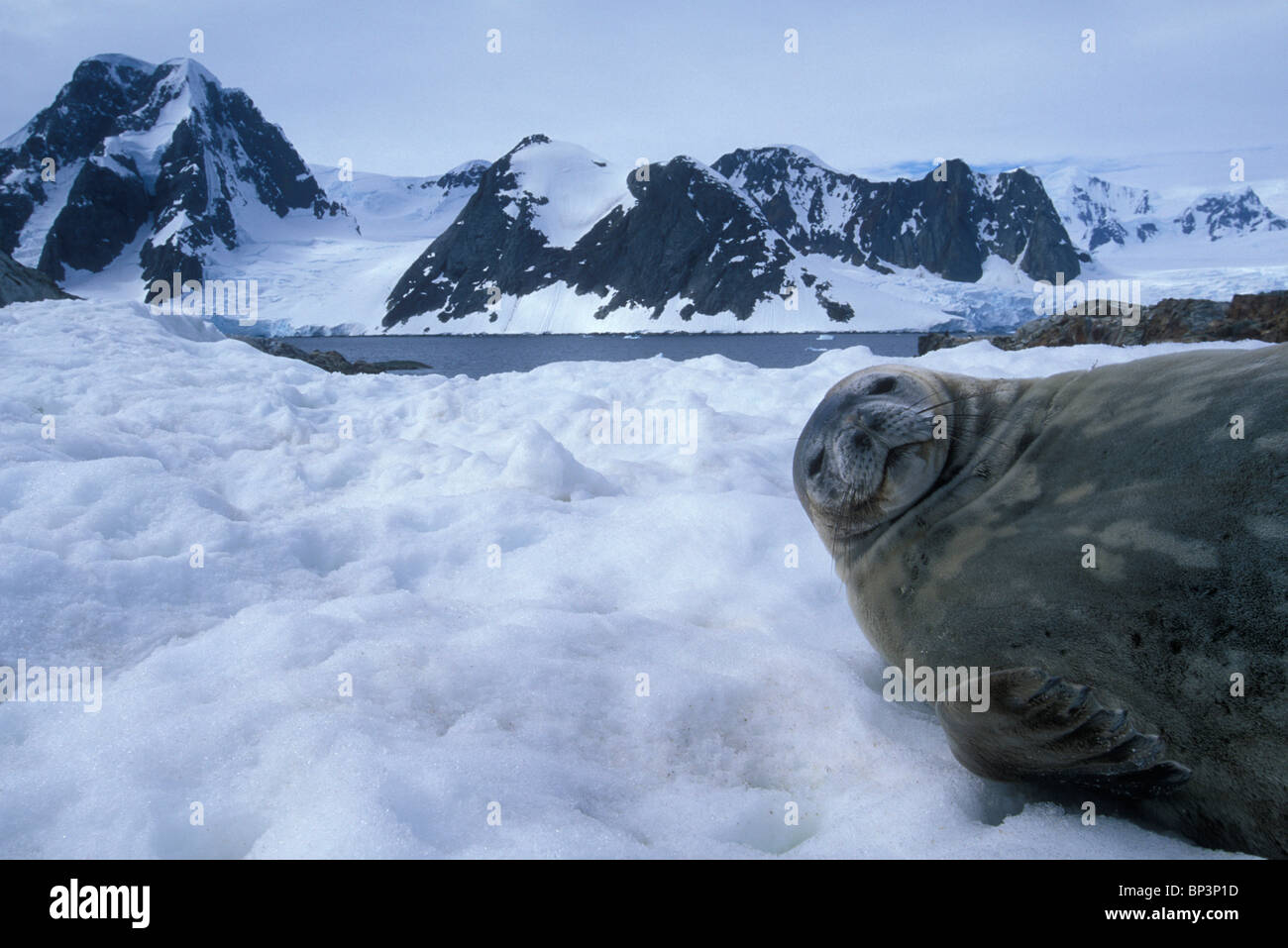 L'Antarctique, l'Île Petermann, Phoque de Weddell (Leptonychotes weddelli) réside dans la neige en Péninsule Antarctique à distance Banque D'Images
