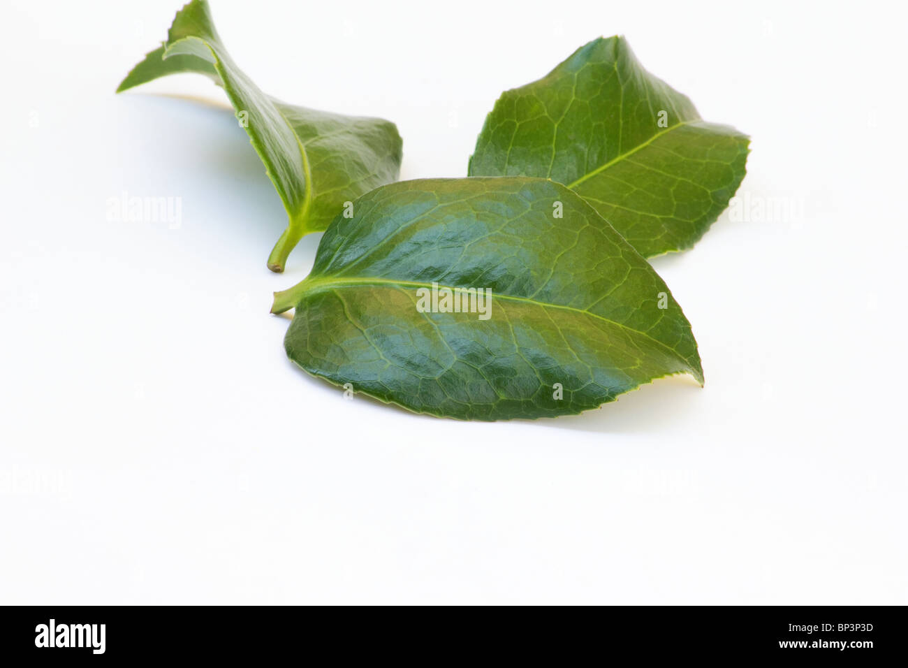 Feuilles de Camellia japonica sur fond blanc Banque D'Images