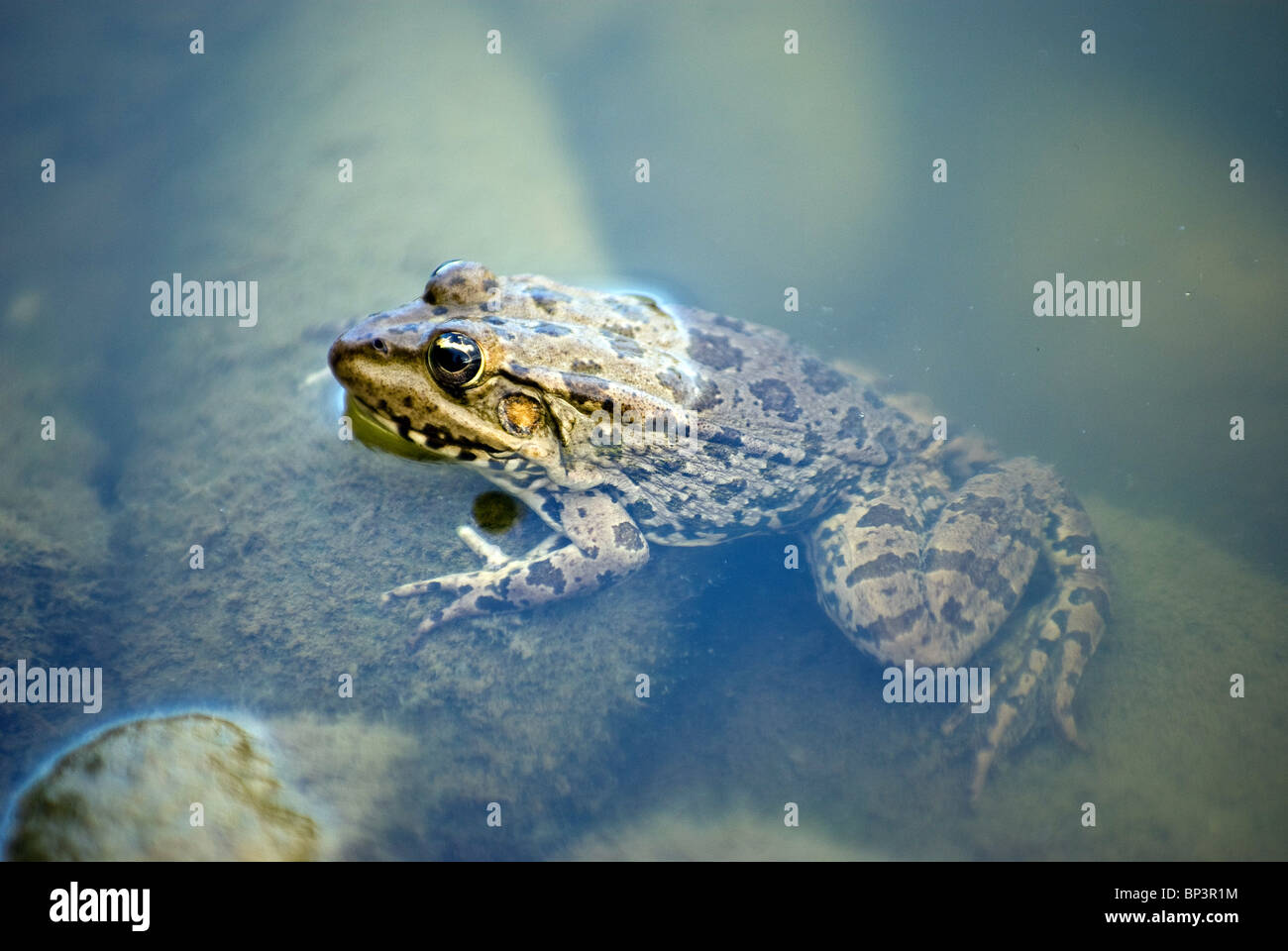 Frog Pond sur des pics. Banque D'Images